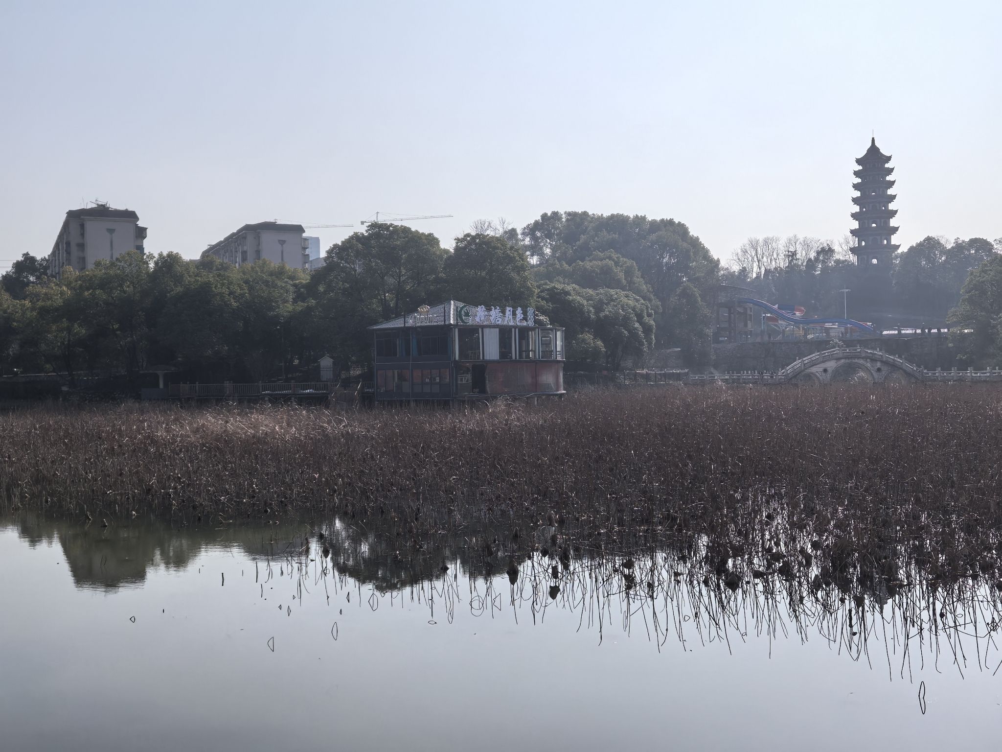 青山公园旅行图片 3