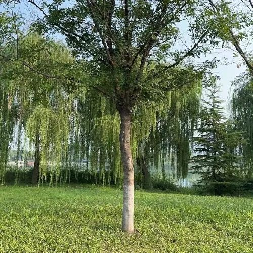 复圣文化旅游区旅行图片 3