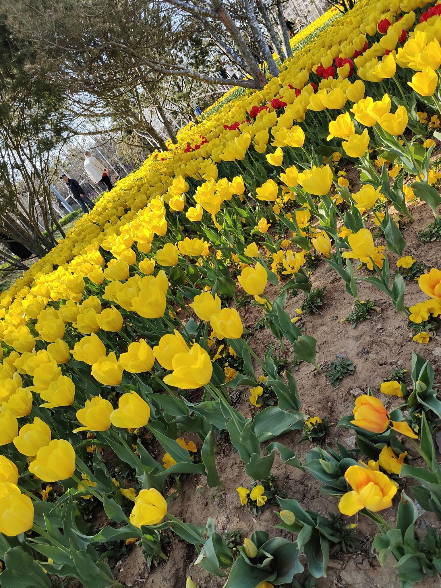 虞美人广场旅行图片 1