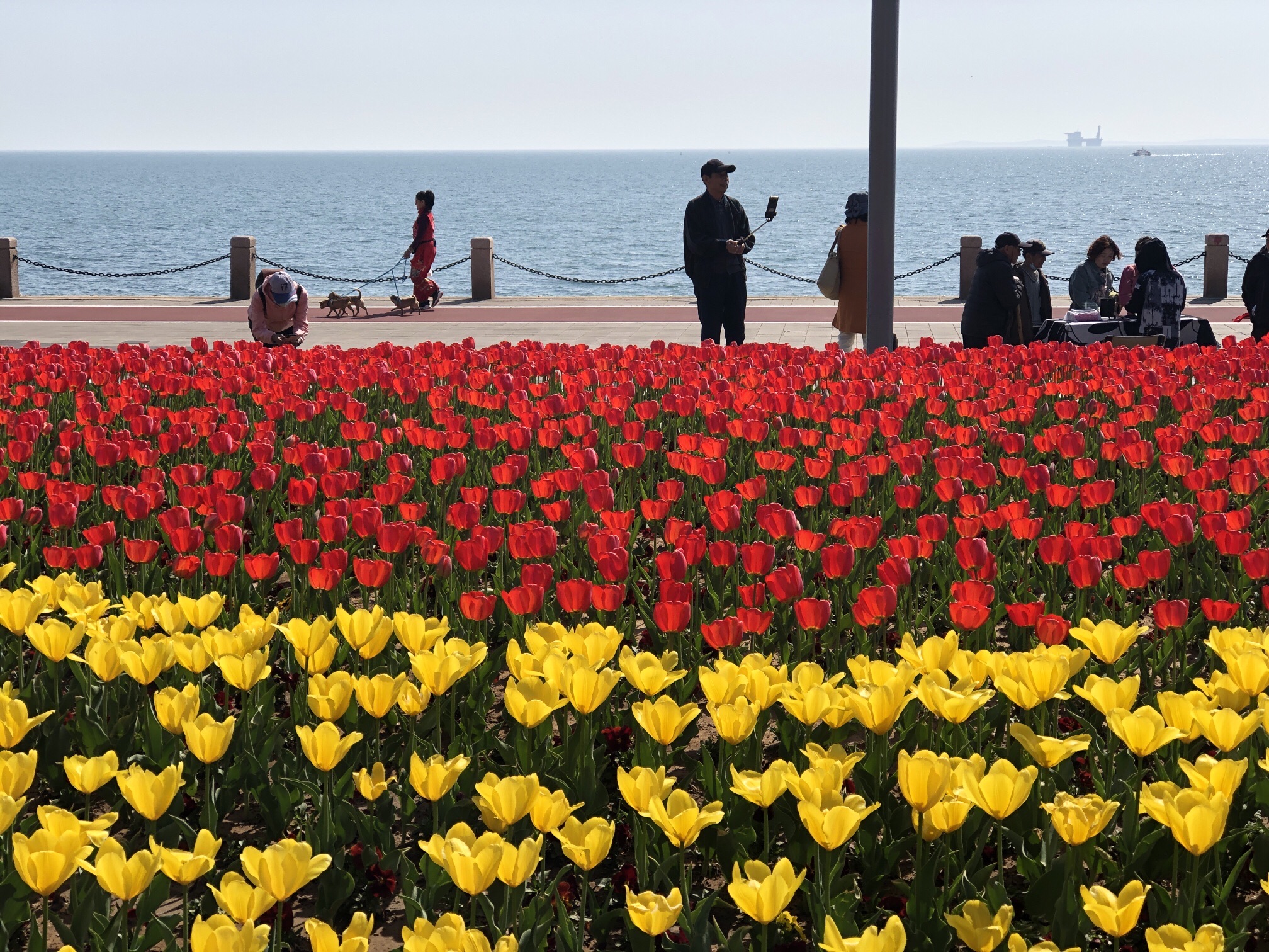 虞美人广场旅行图片 3