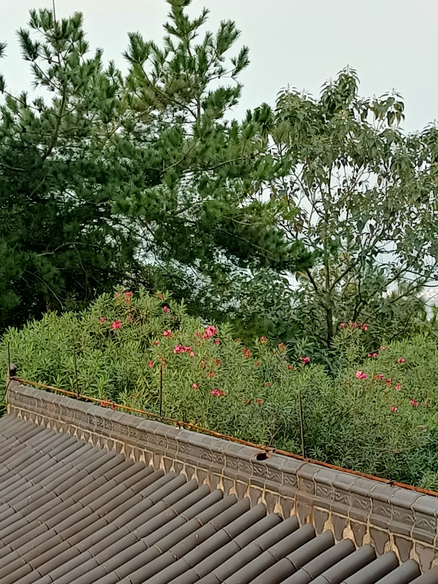 蒙岗岭公园旅行图片 1
