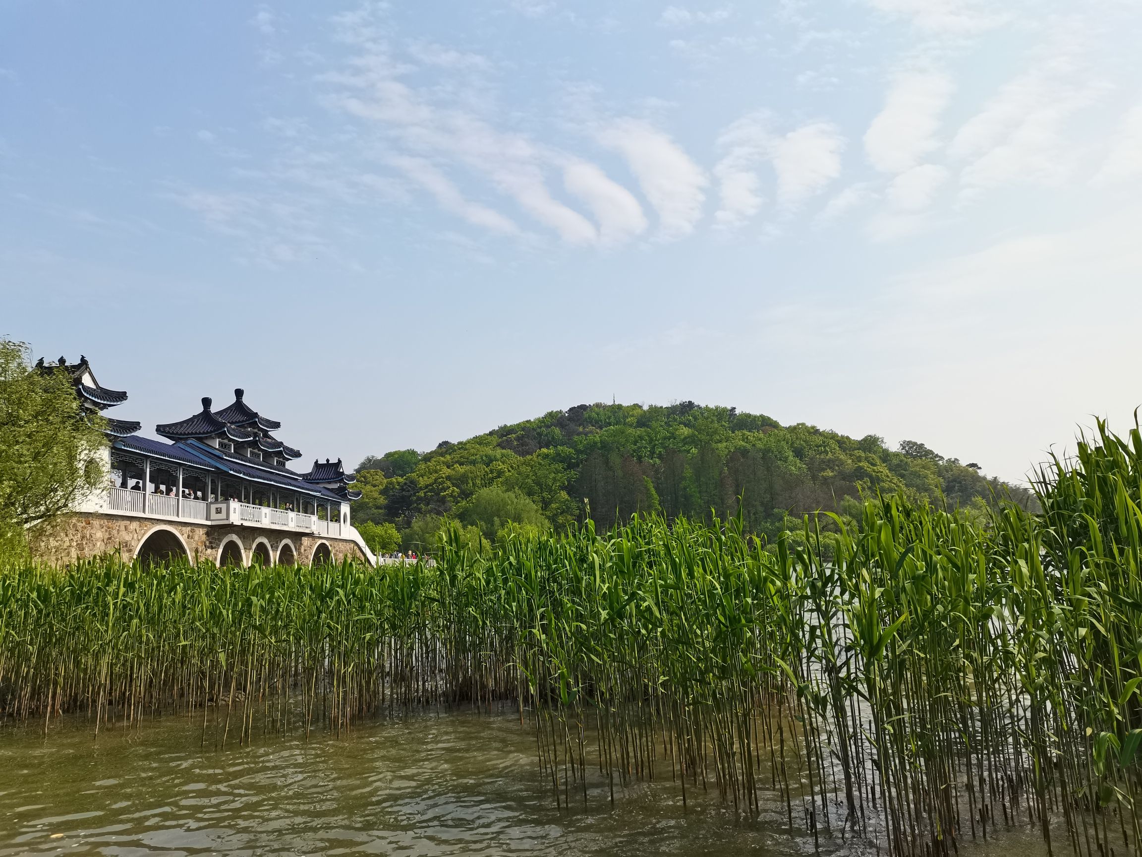 阳山桃博园旅行图片 1