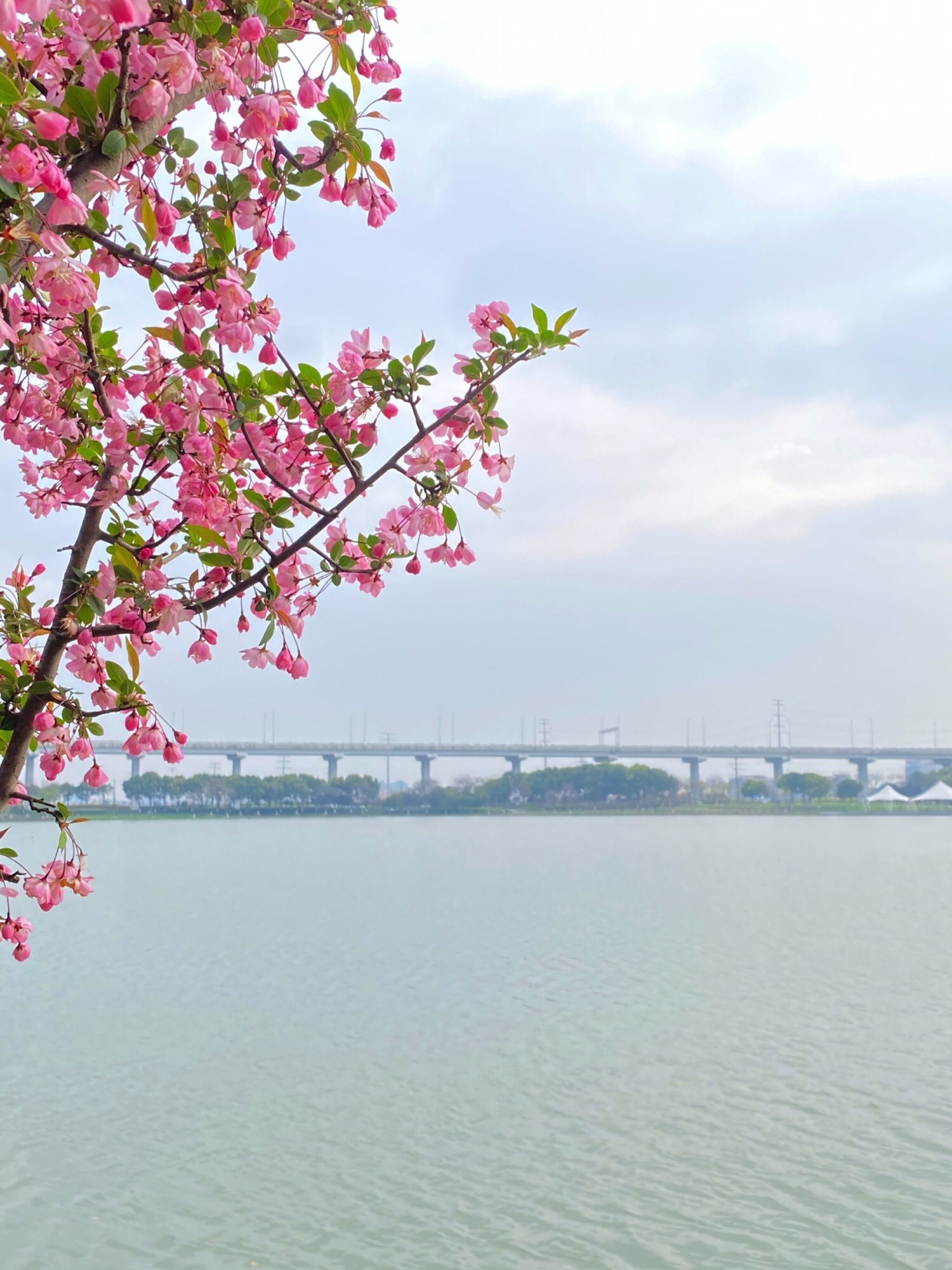 姚家荡公园旅行图片 1