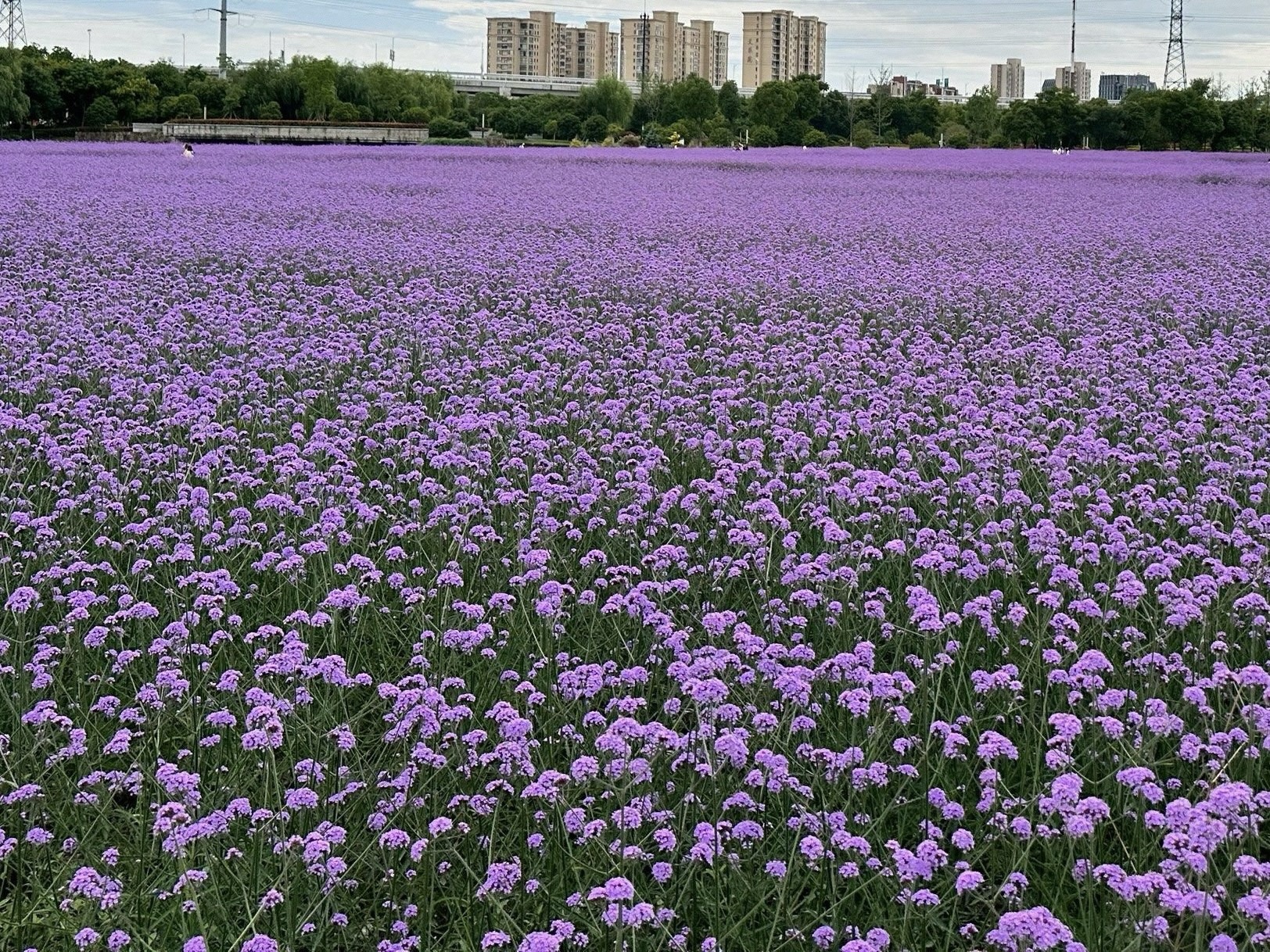 姚家荡公园旅行图片 2
