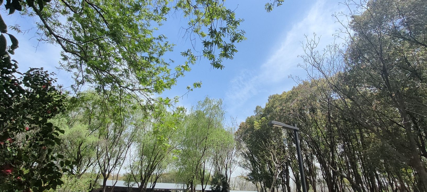 姚家荡公园旅行图片 1