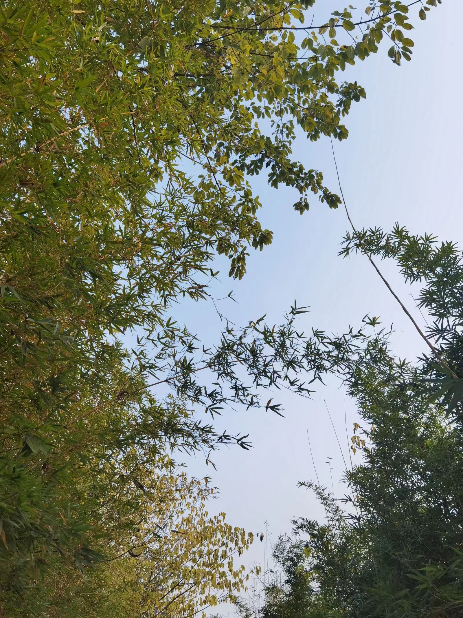 西山森林公园旅行图片 3