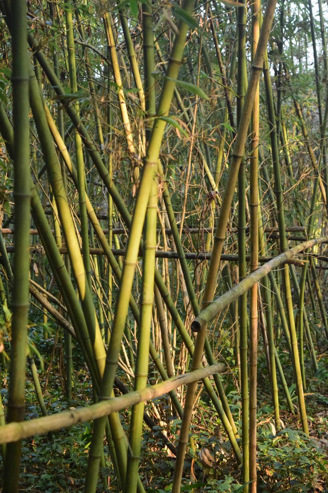 西山森林公园