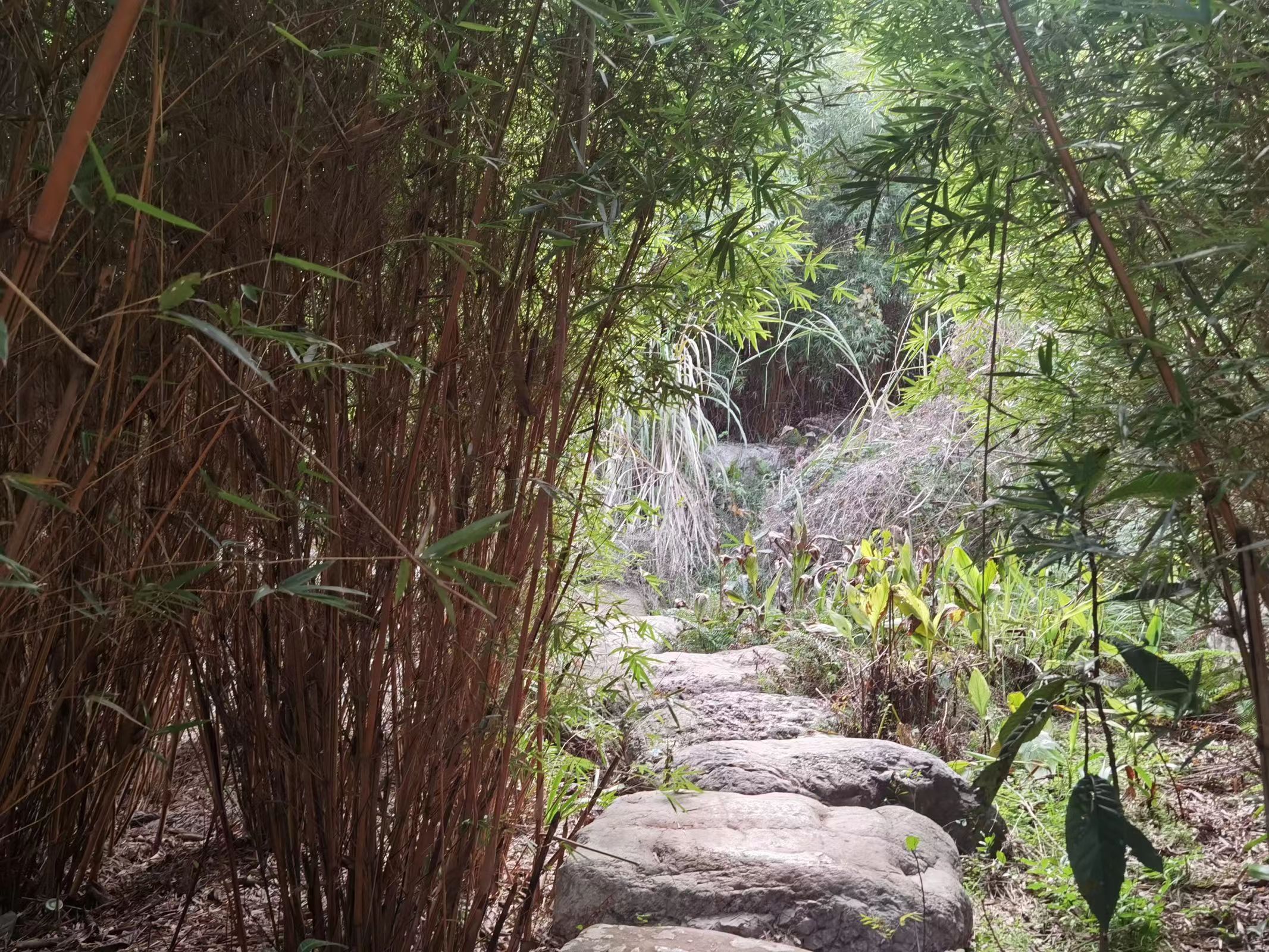 西山森林公园旅行图片 2