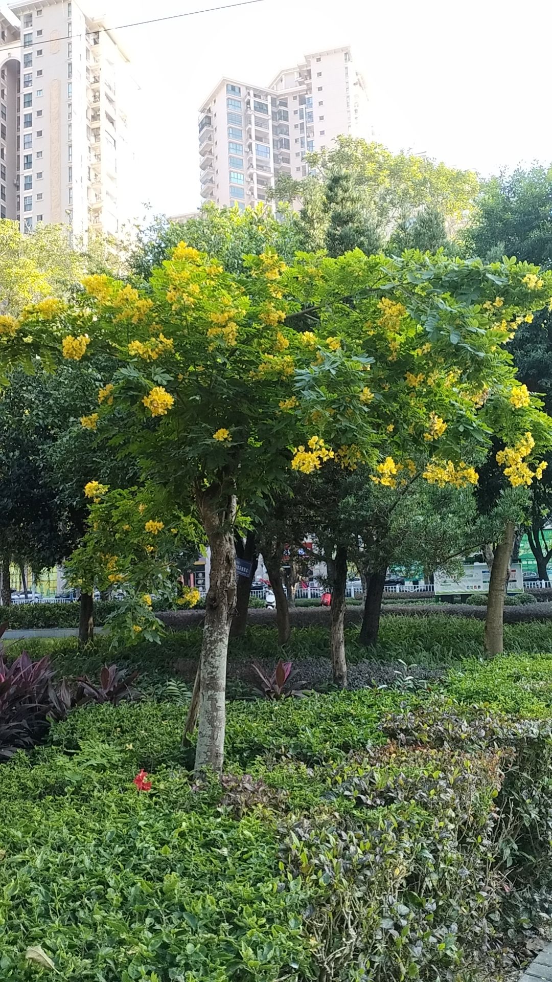 西藏路带状公园旅行图片 3