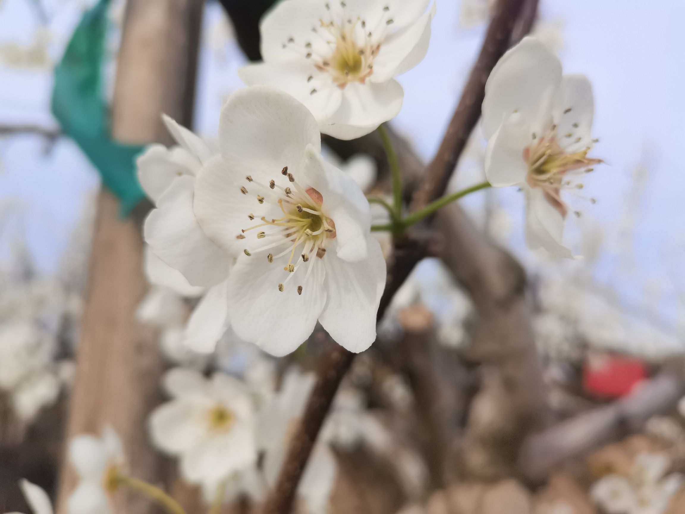 梨乡风情景区旅行图片 3