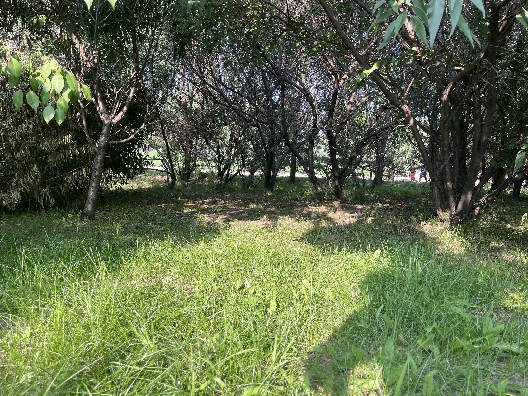 颐峰公园旅行图片 1
