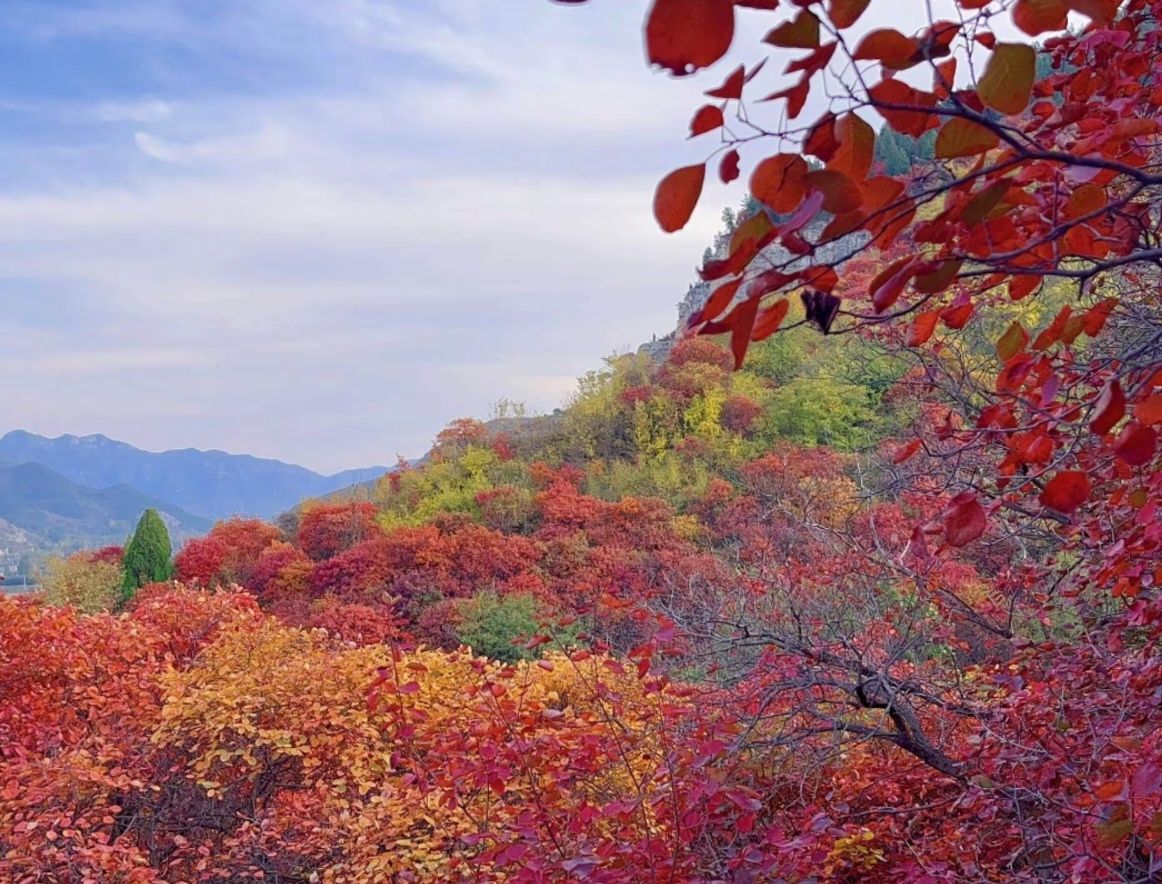 青州海岱红叶谷旅行图片 3