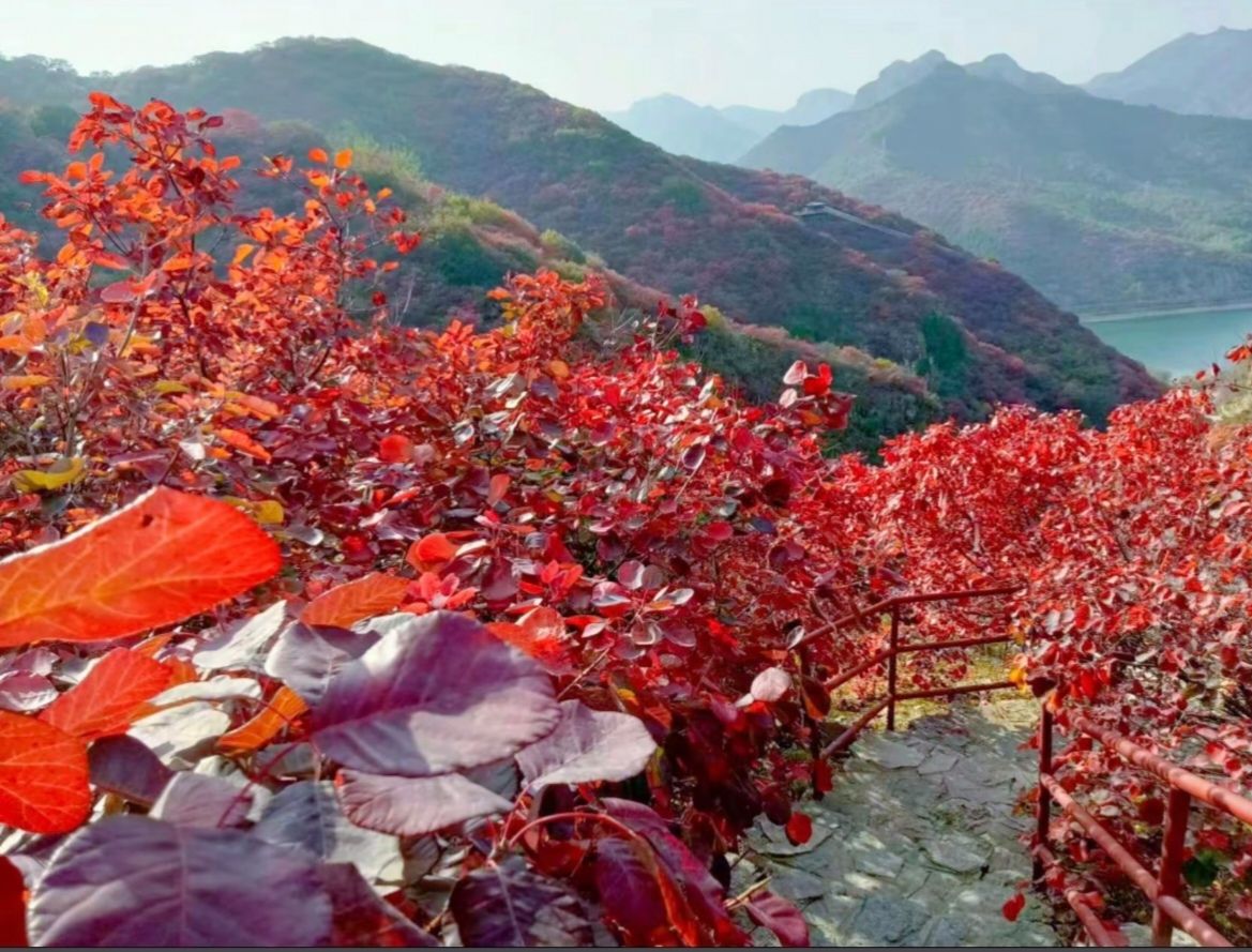 青州海岱红叶谷旅行图片 2