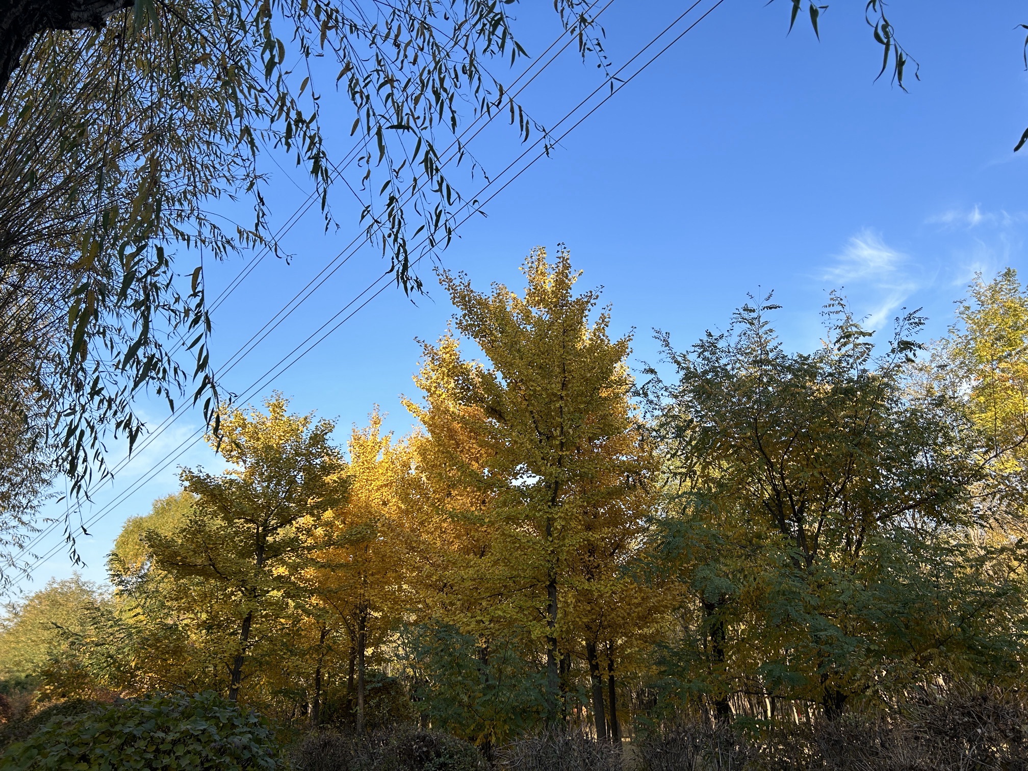 铁西森林公园旅行图片 3