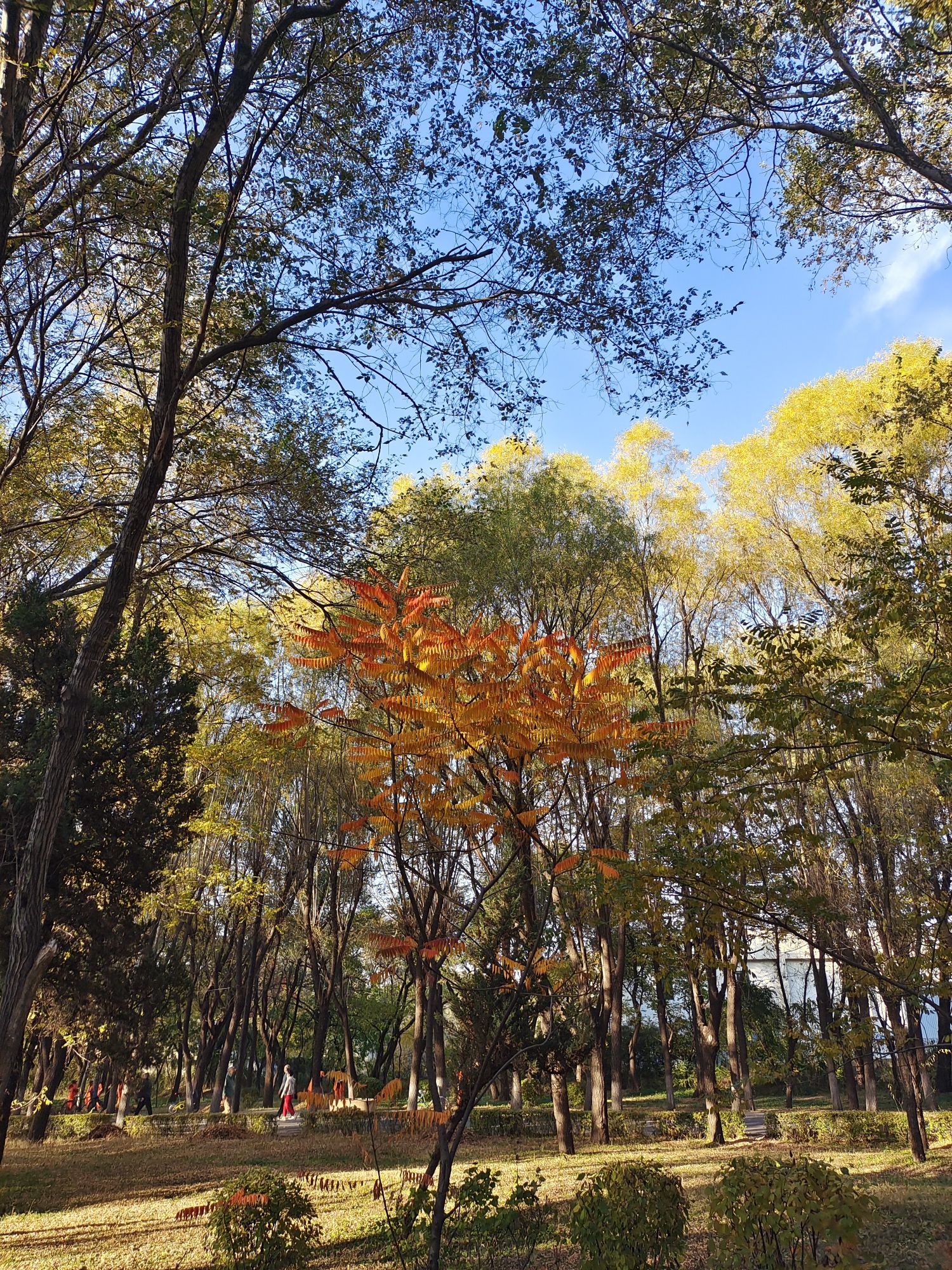 铁西森林公园旅行图片 1