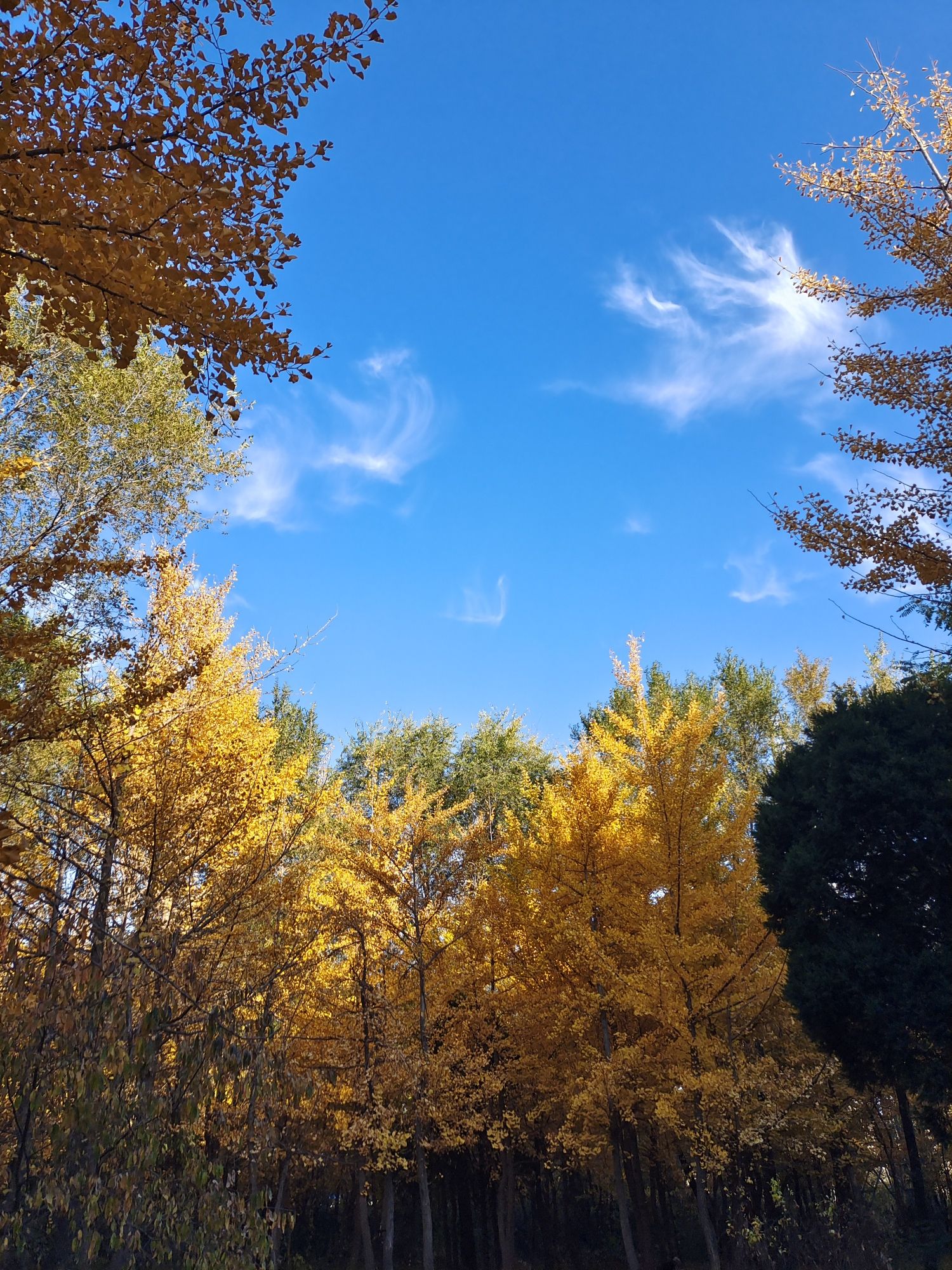 铁西森林公园旅行图片 3