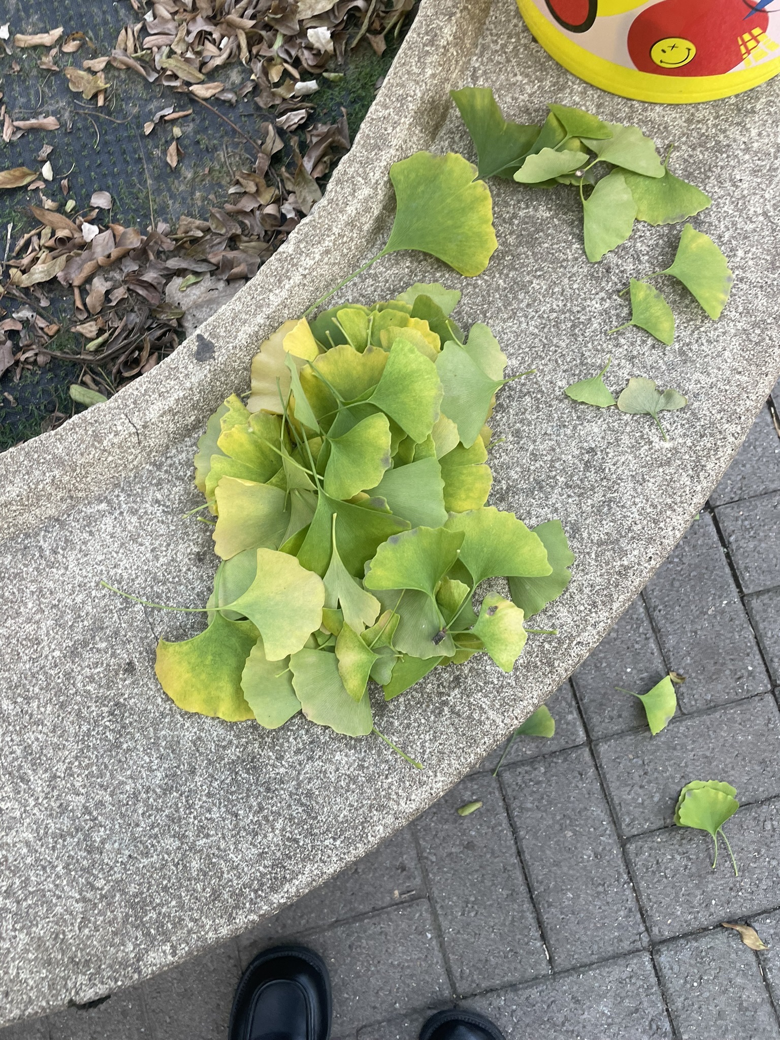 铁西森林公园旅行图片 2