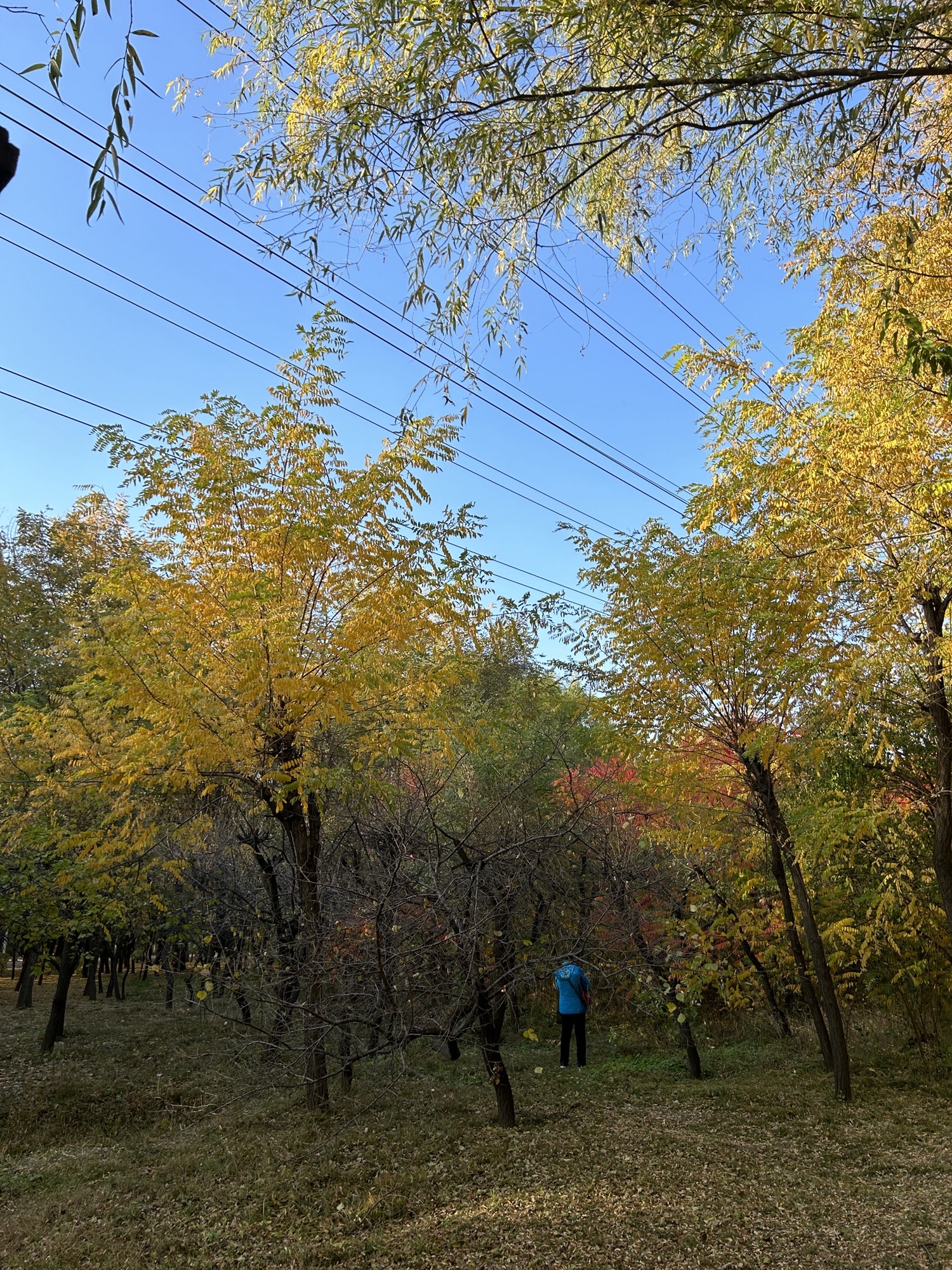 铁西森林公园旅行图片 1
