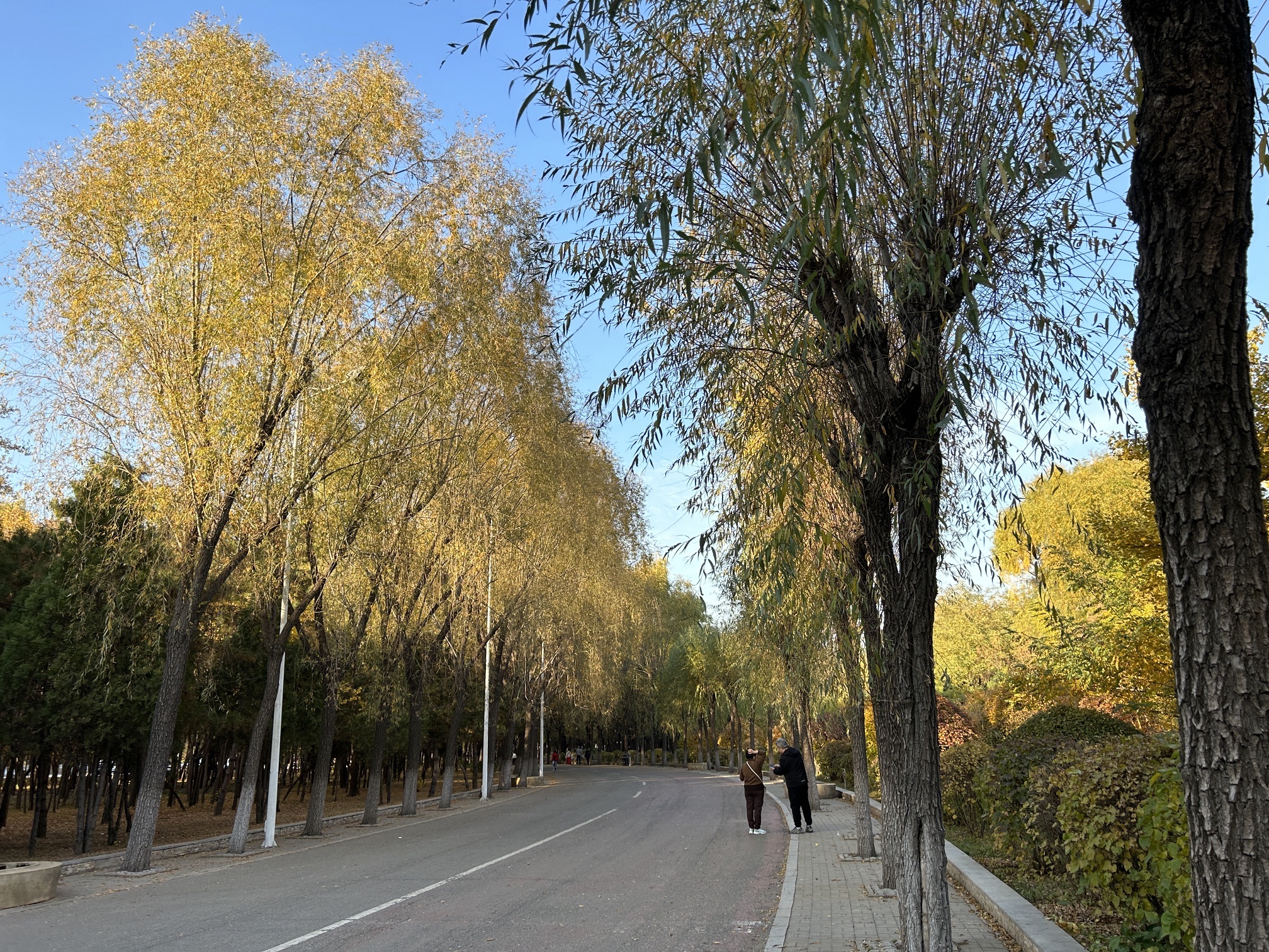 铁西森林公园旅行图片 2
