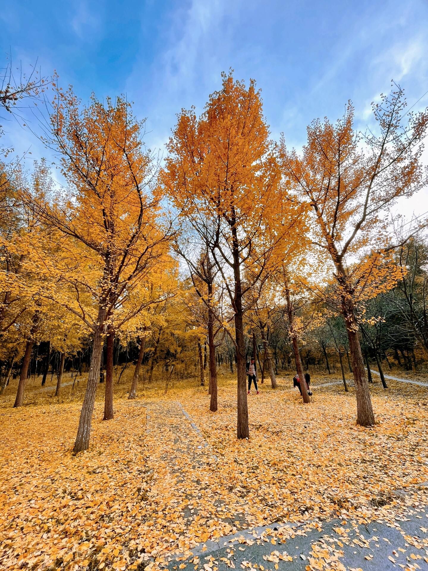 铁西森林公园旅行图片 2