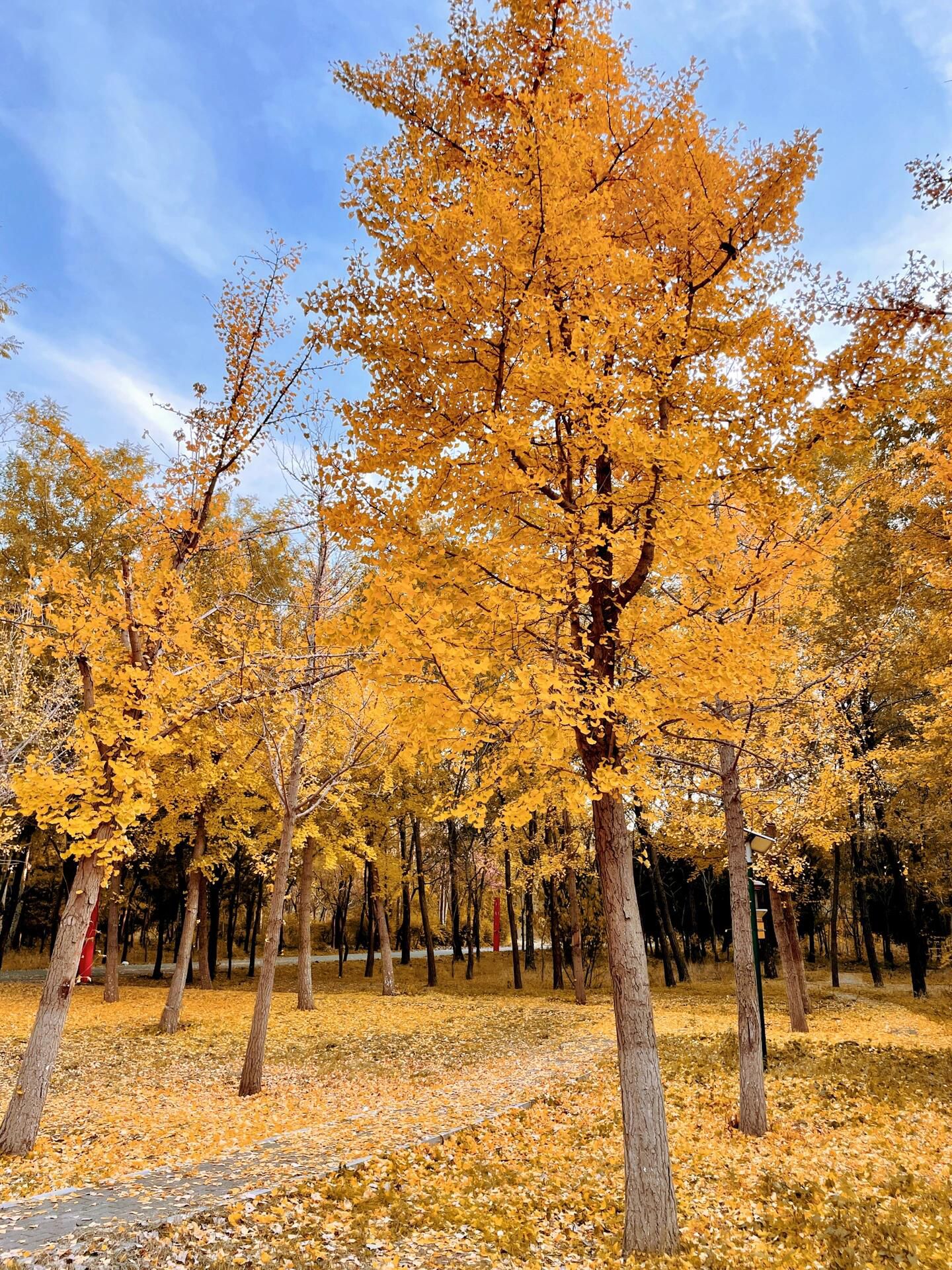 铁西森林公园旅行图片 1