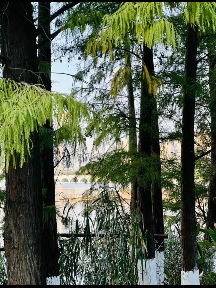 绿洲公园旅行图片 2