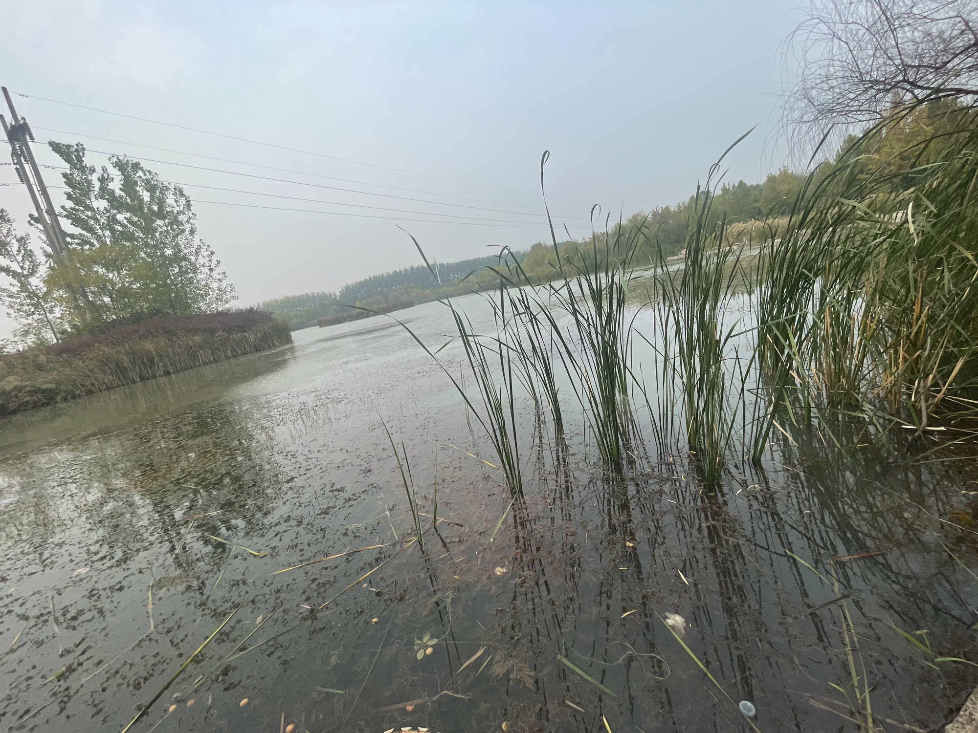 临颍县黄龙湿地公园旅行图片 3