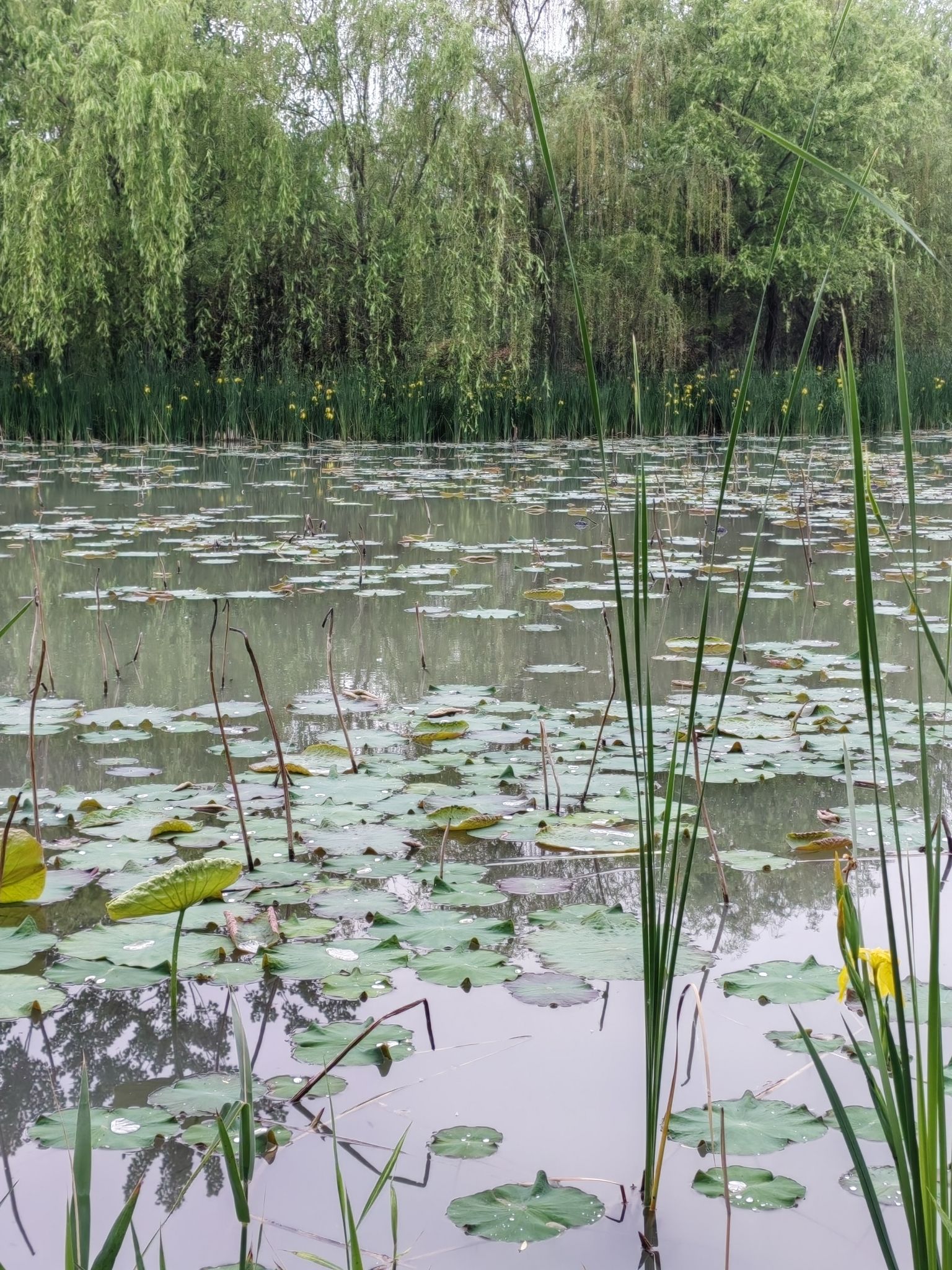 临颍县黄龙湿地公园旅行图片 3