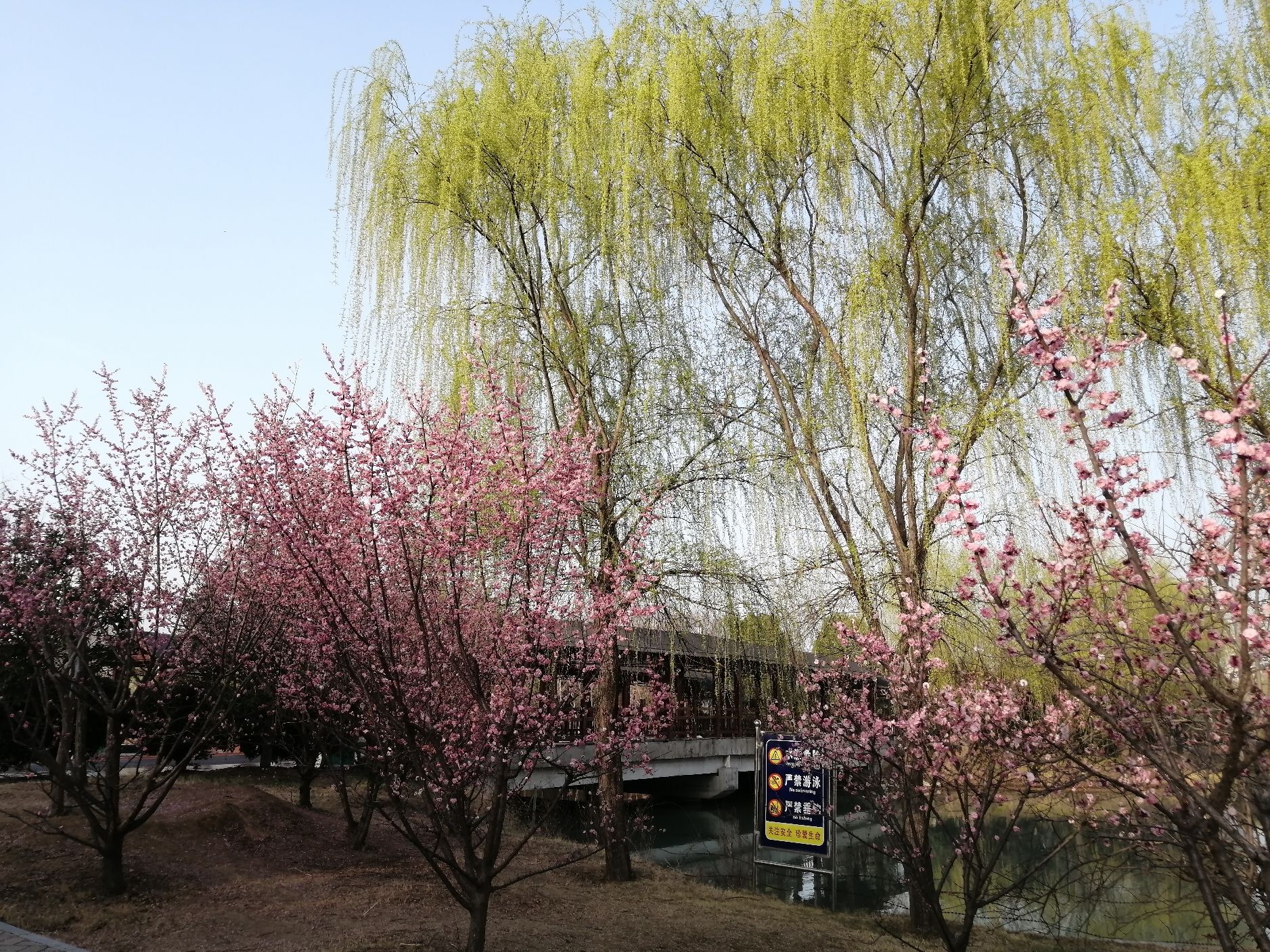 临颍县黄龙湿地公园旅行图片 1