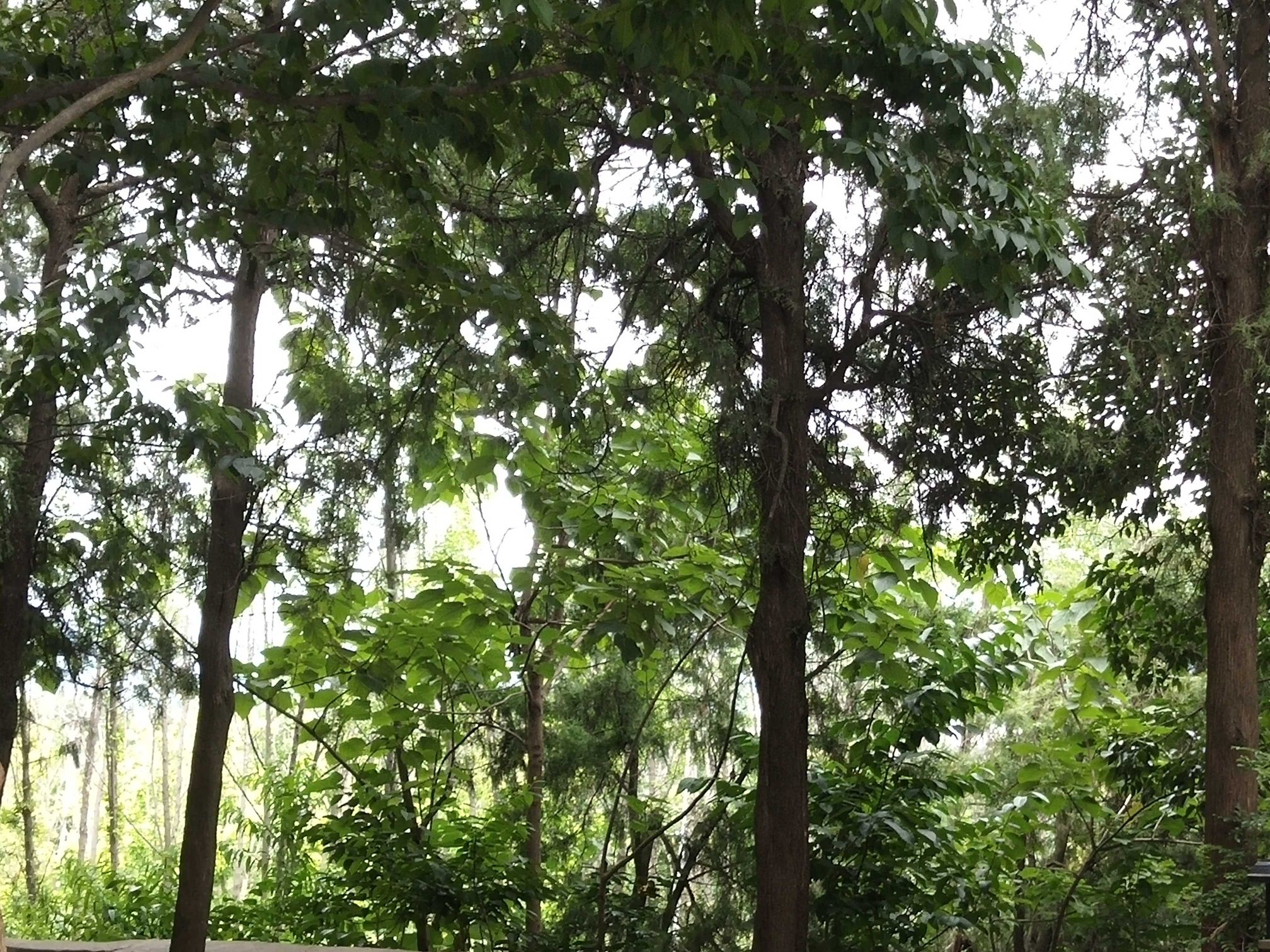 汝阳县万果山旅行图片 3