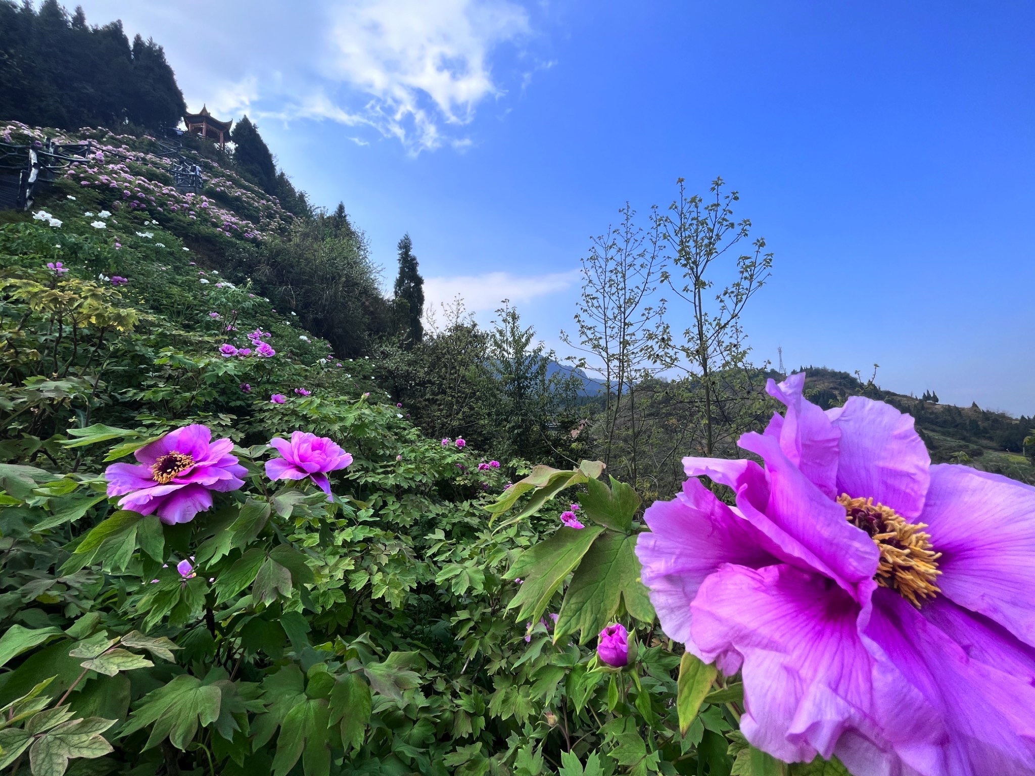 华夏牡丹园旅行图片 1