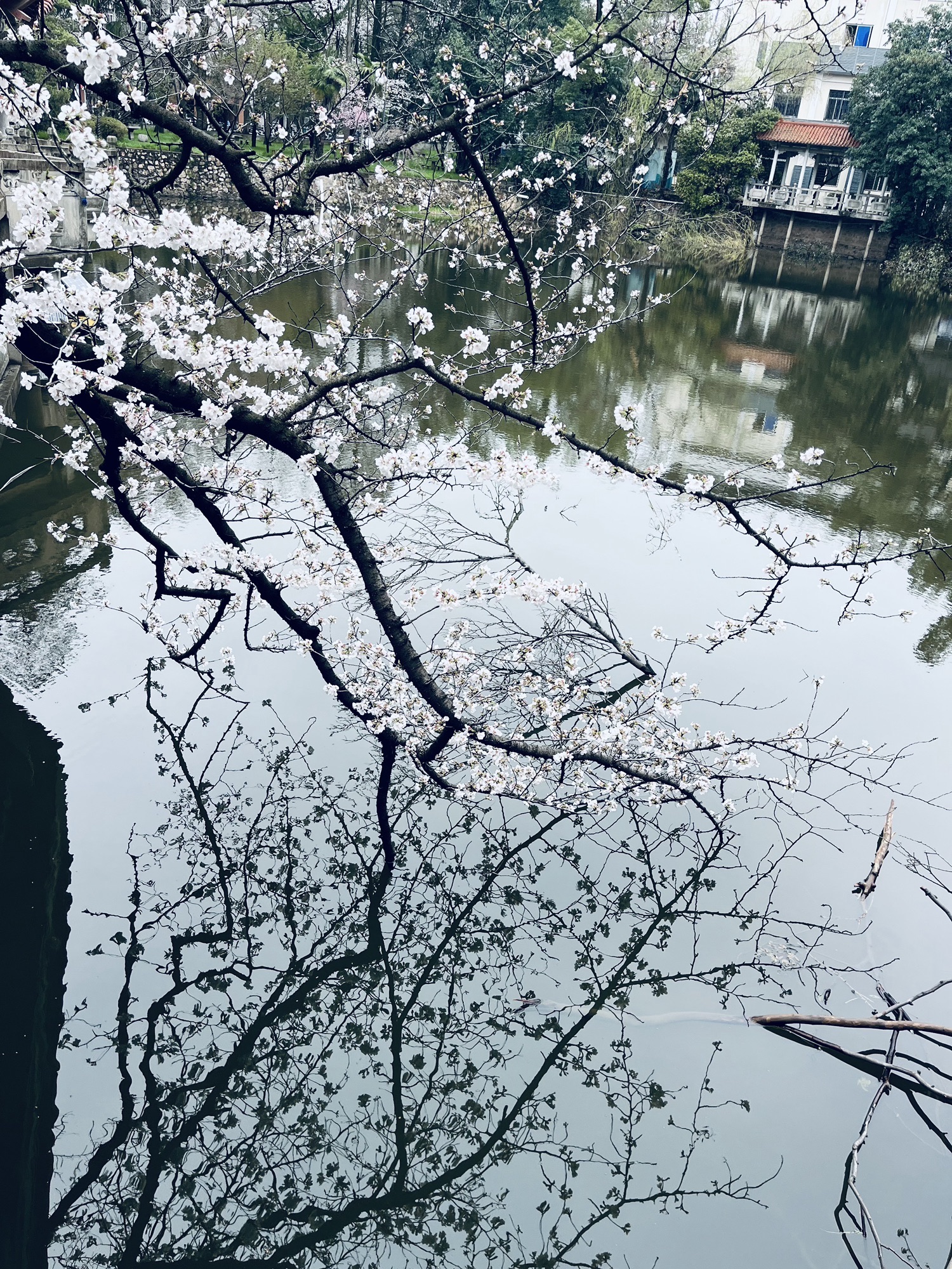 武汉大学信息学部-竹园旅行图片 3