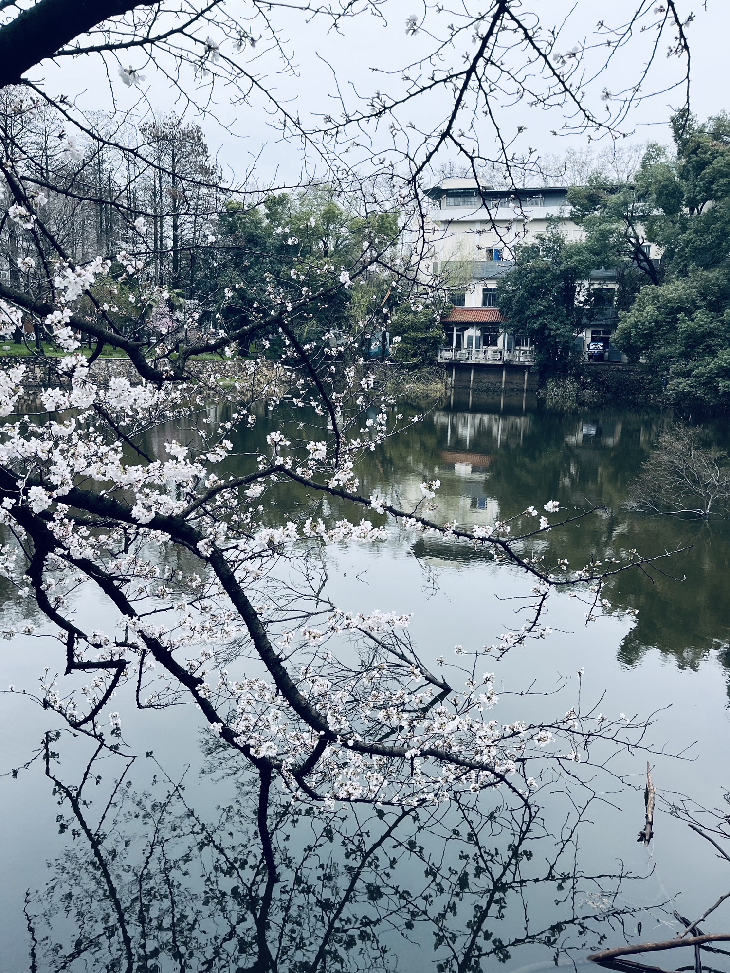 武汉大学信息学部-竹园旅行图片 2