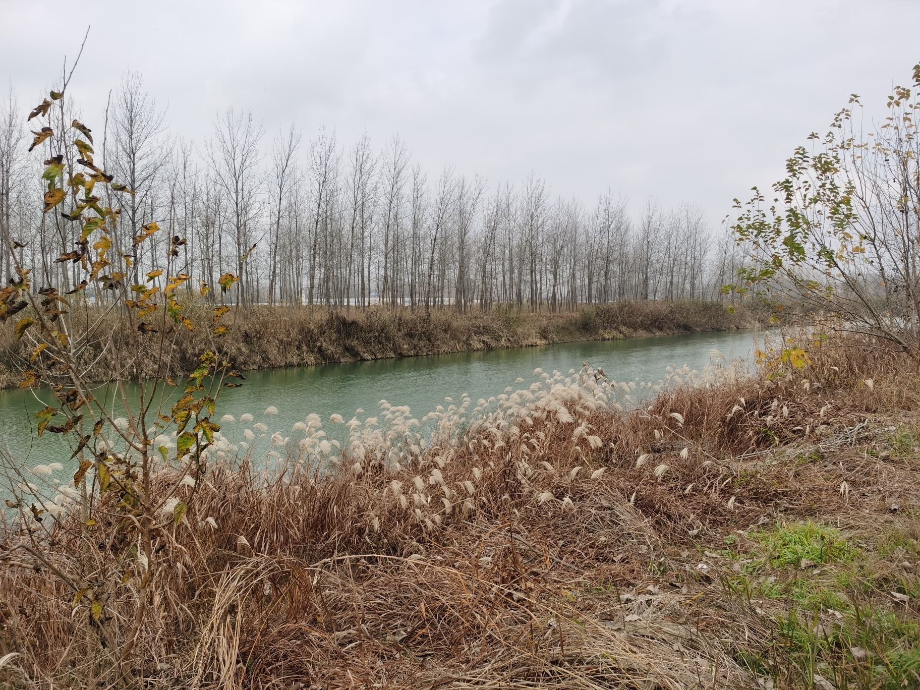 羊寨古黄河乡村旅游景区旅行图片 3