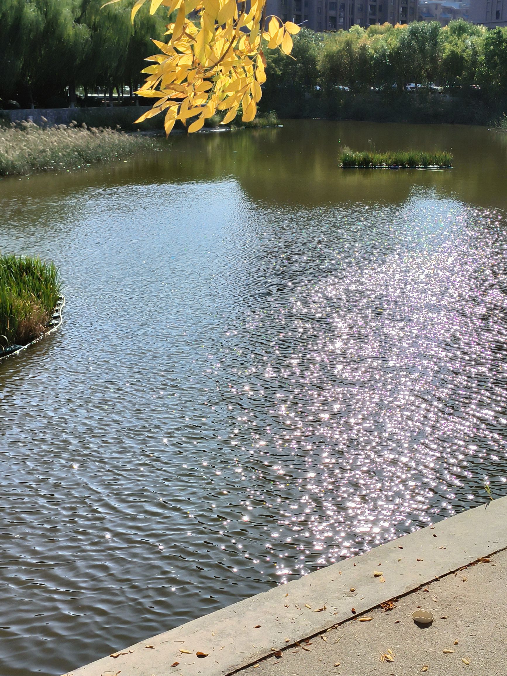 文星湖公园旅行图片 3