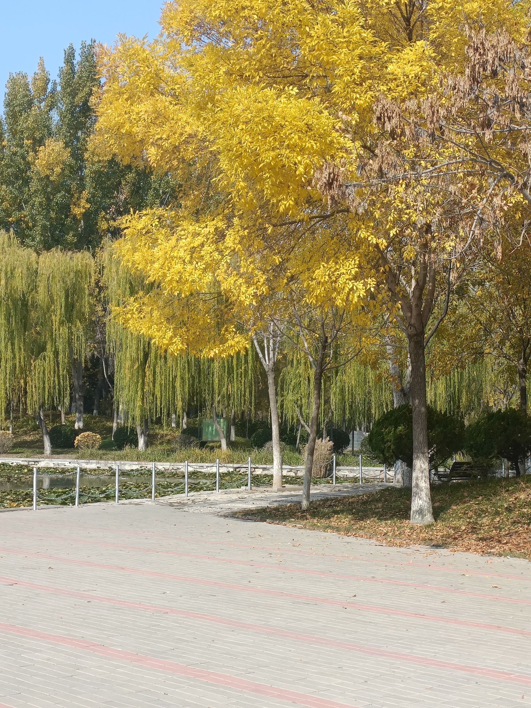 文星湖公园旅行图片 3