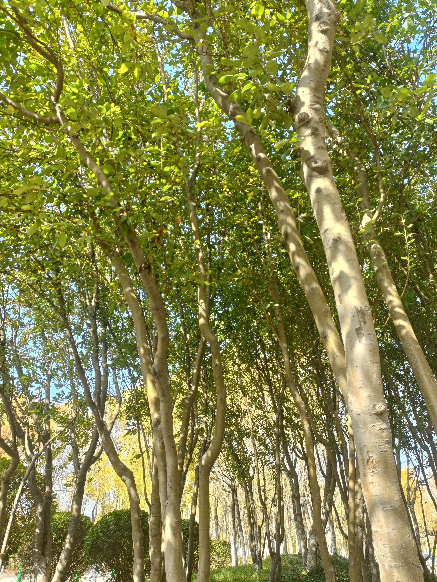 文星湖公园旅行图片 1