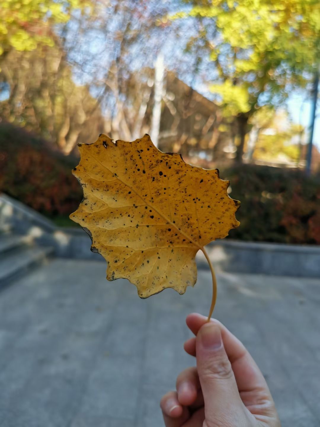 石柏公园旅行图片 3