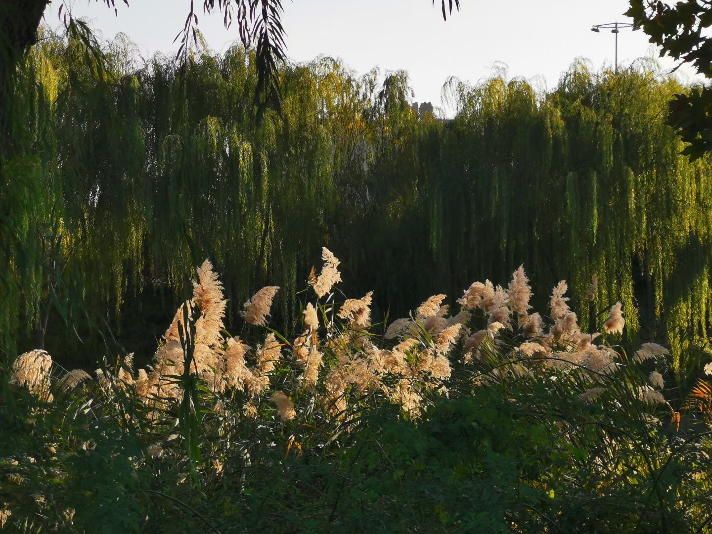 石柏公园旅行图片 2