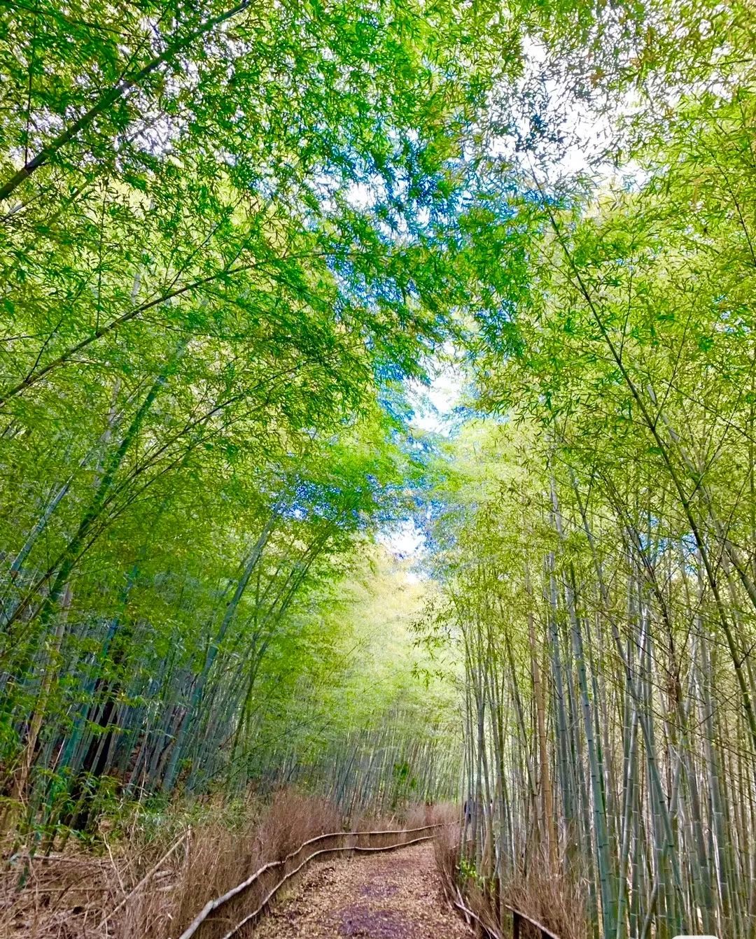 贵竹林公园旅行图片 3