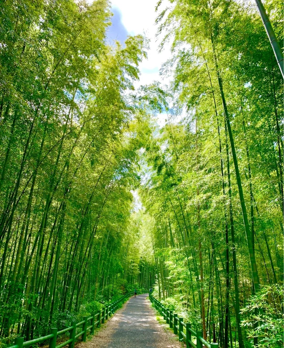 贵竹林公园旅行图片 2
