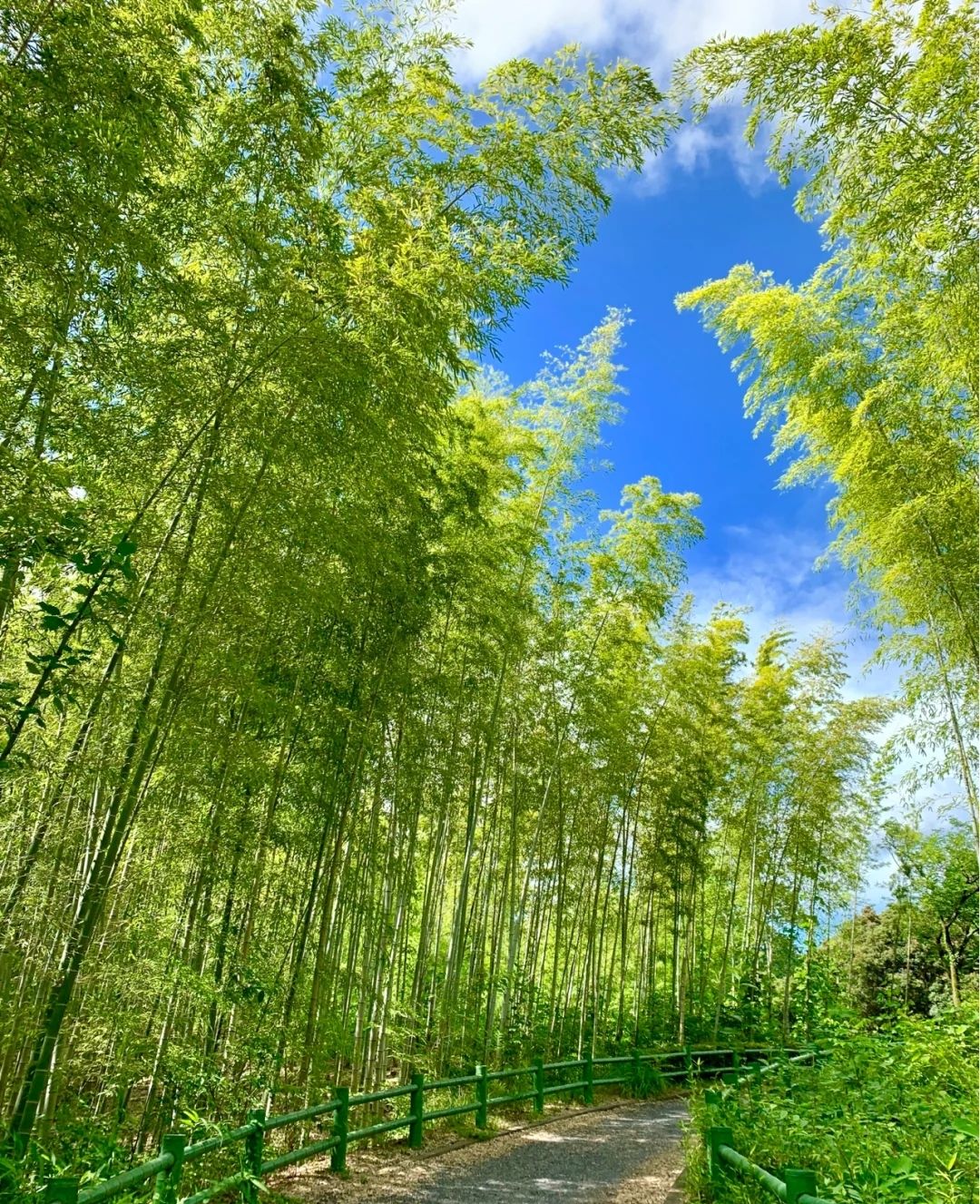 贵竹林公园旅行图片