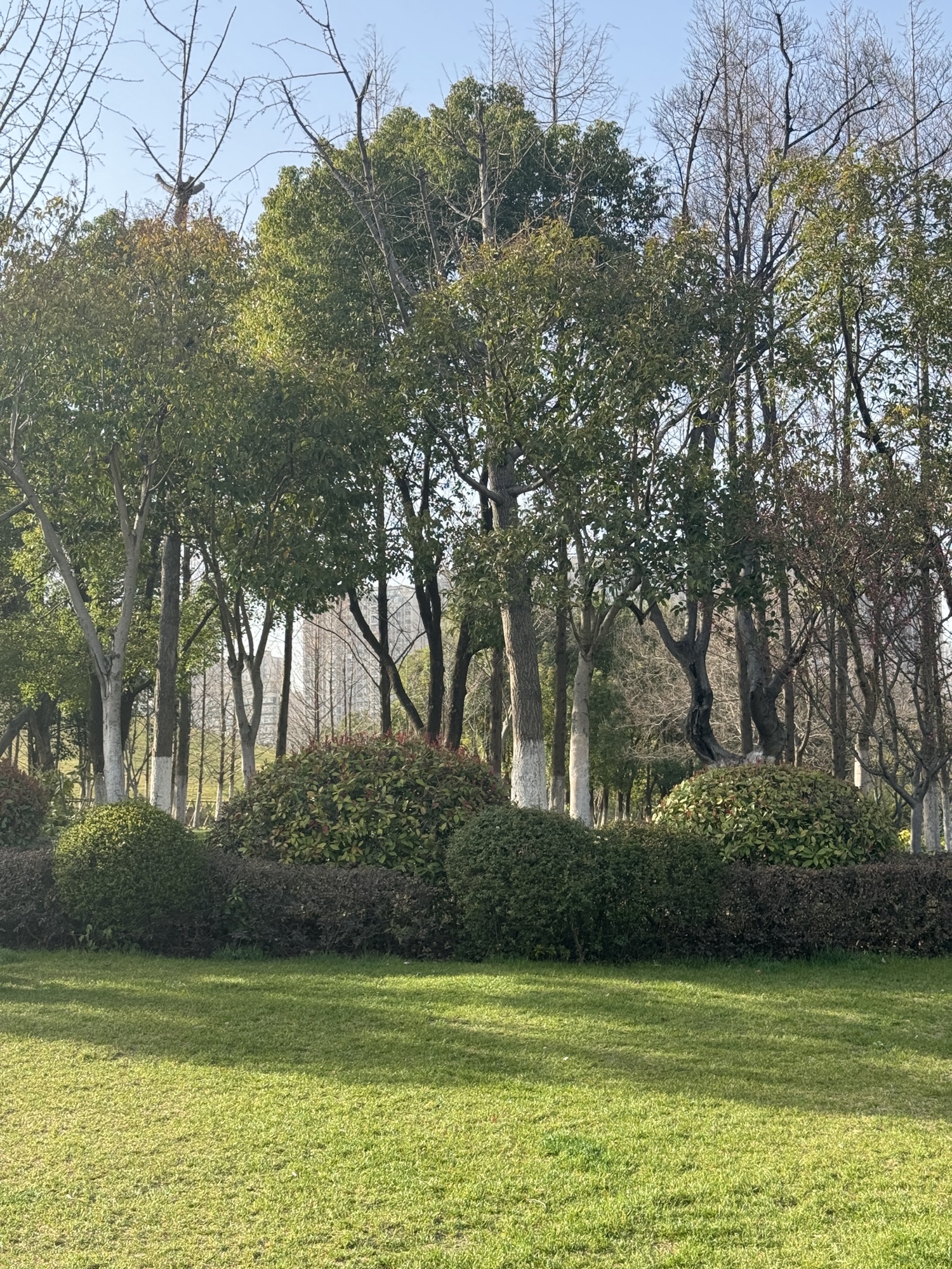 庐州公园旅行图片 2