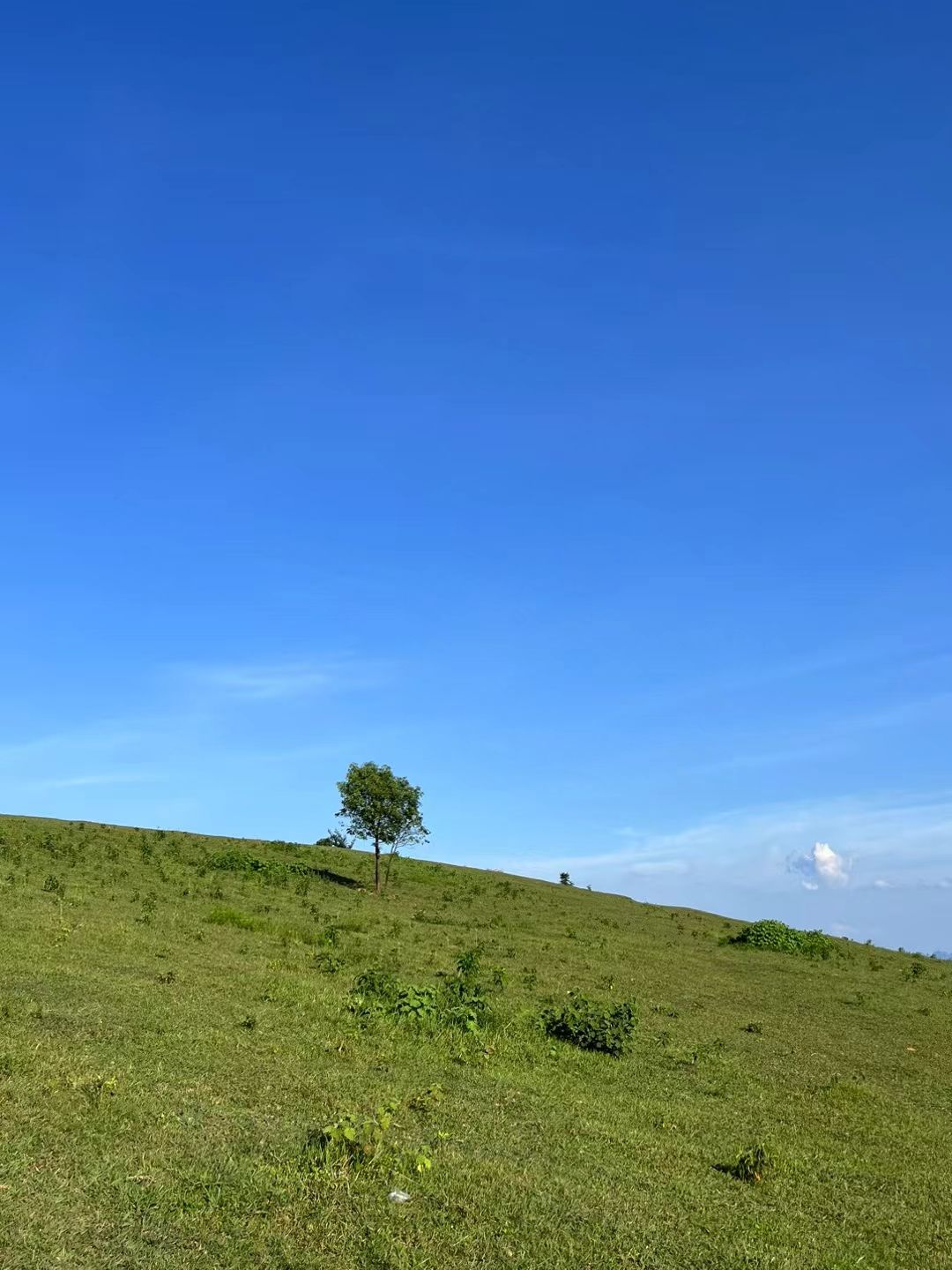 高山草甸旅行图片 1