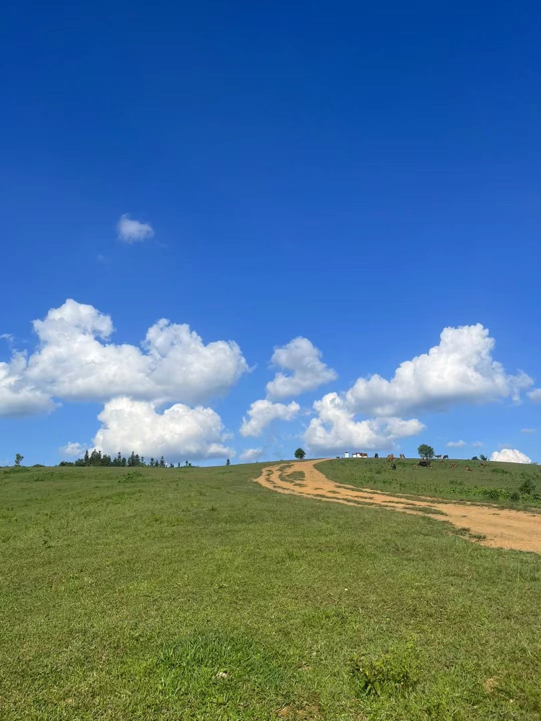 高山草甸旅行图片 2