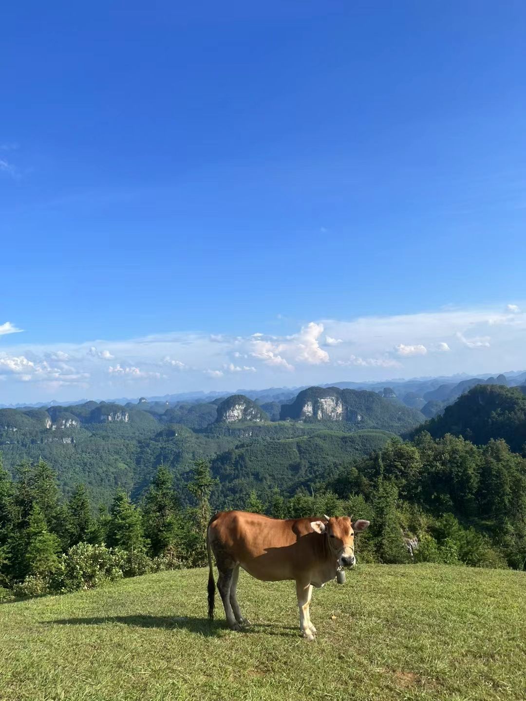 高山草甸旅行图片 3