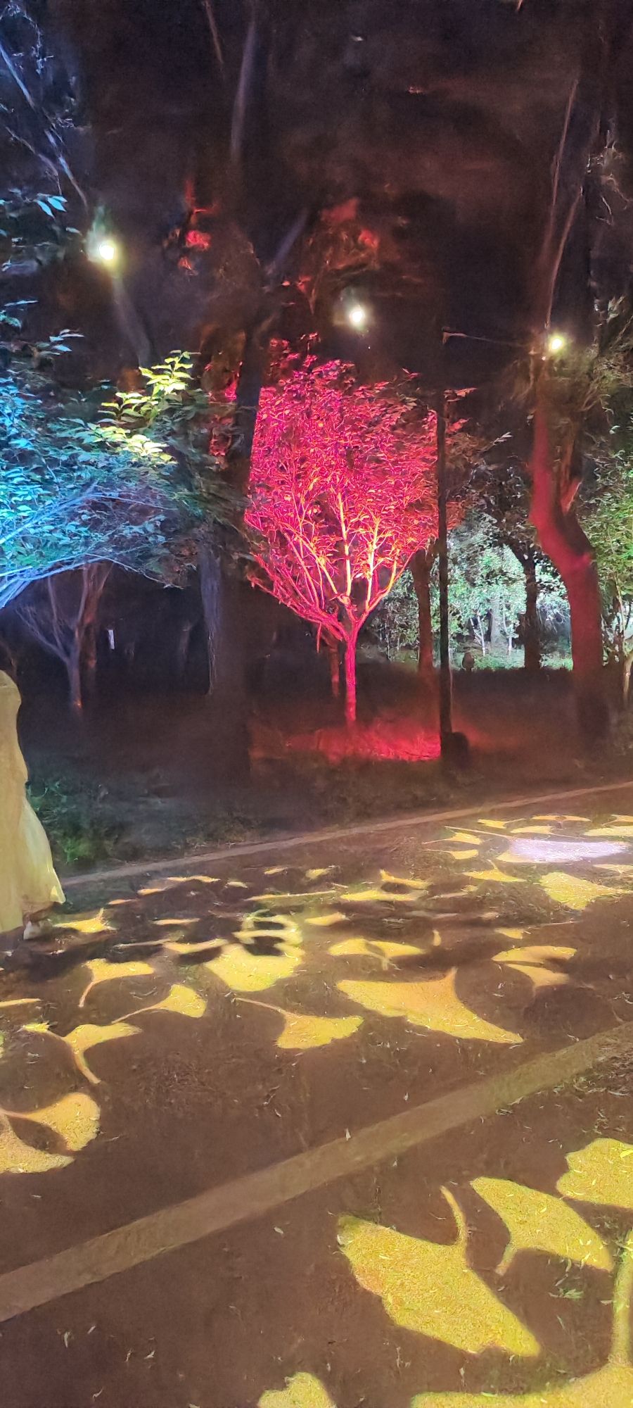 淇水樱华园旅行图片 2