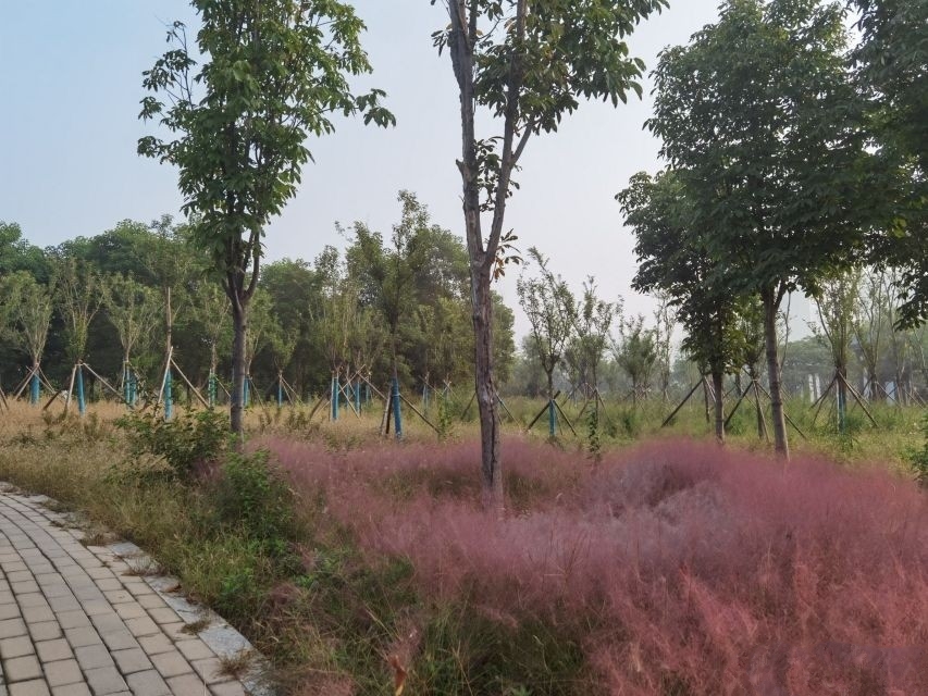 淇水樱华园旅行图片 2