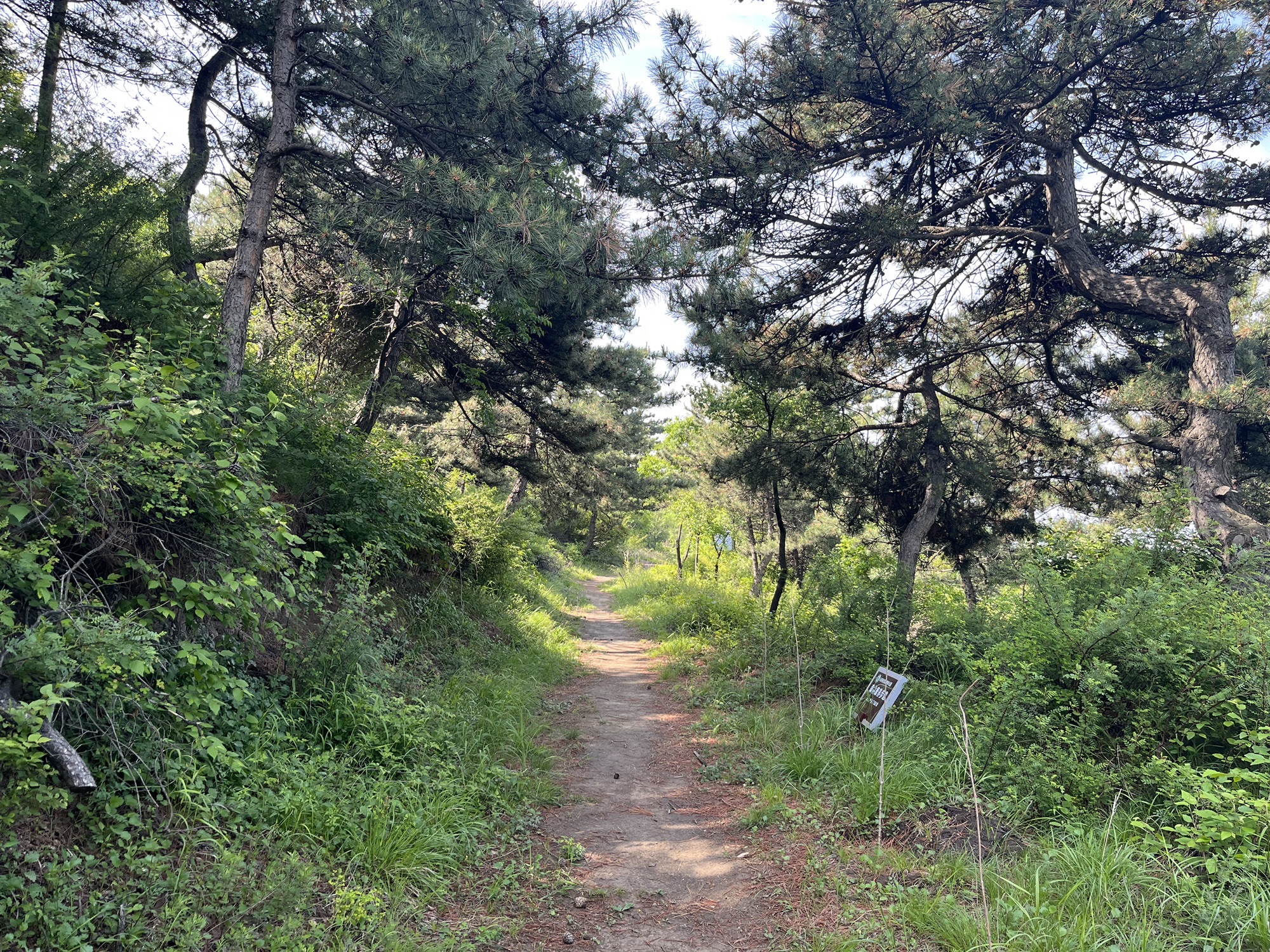 龙城森林公园旅行图片 2