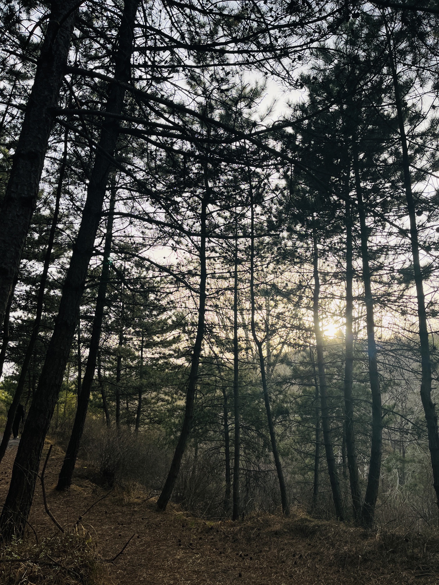 龙城森林公园旅行图片 3